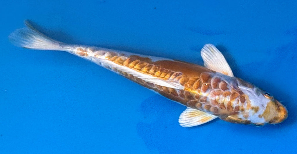 10" Yamabuki Ogon Standard Fin Koi — Live Pond Fish [Premium Grade]