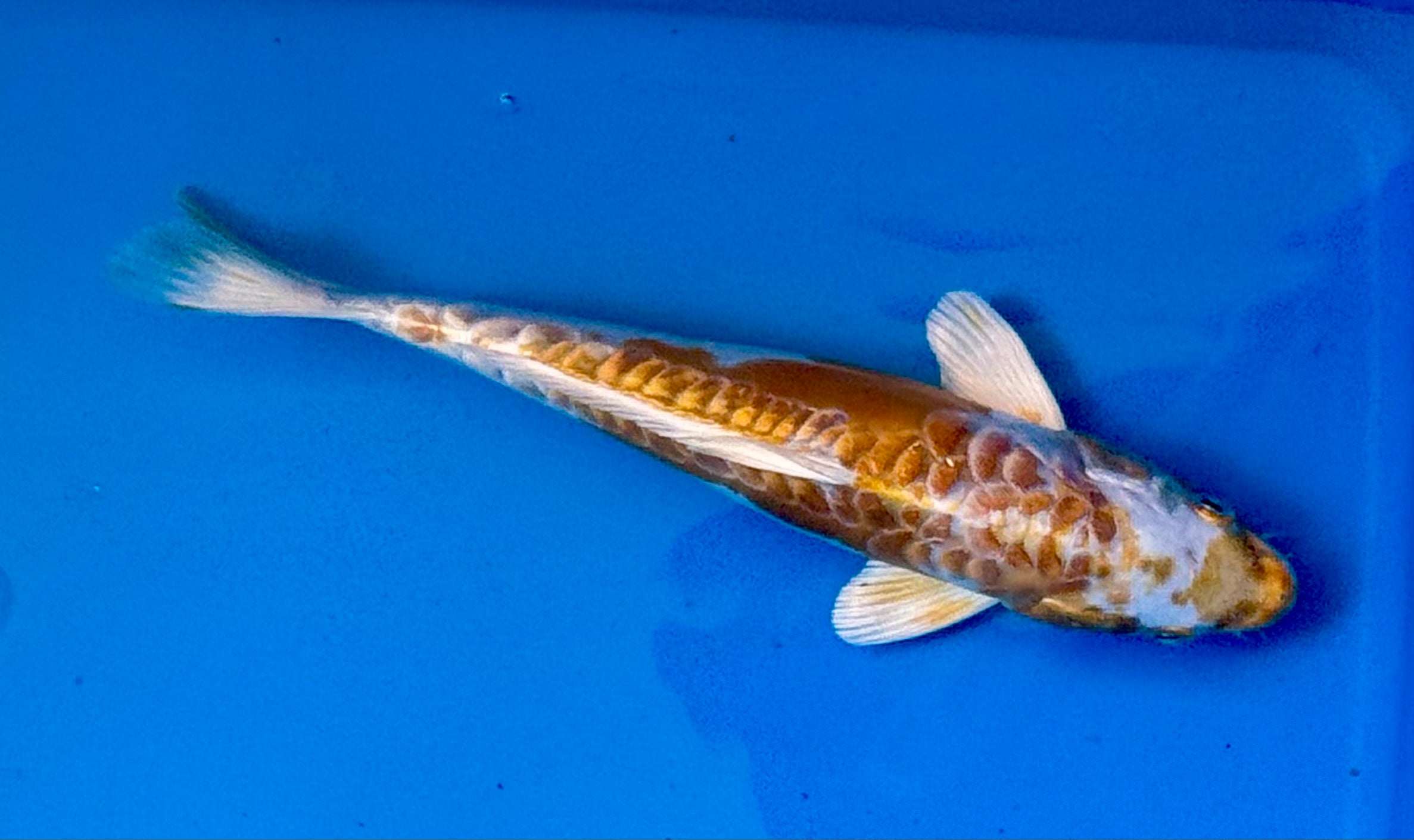 10" Yamabuki Ogon Standard Fin Koi — Live Pond Fish [Premium Grade]