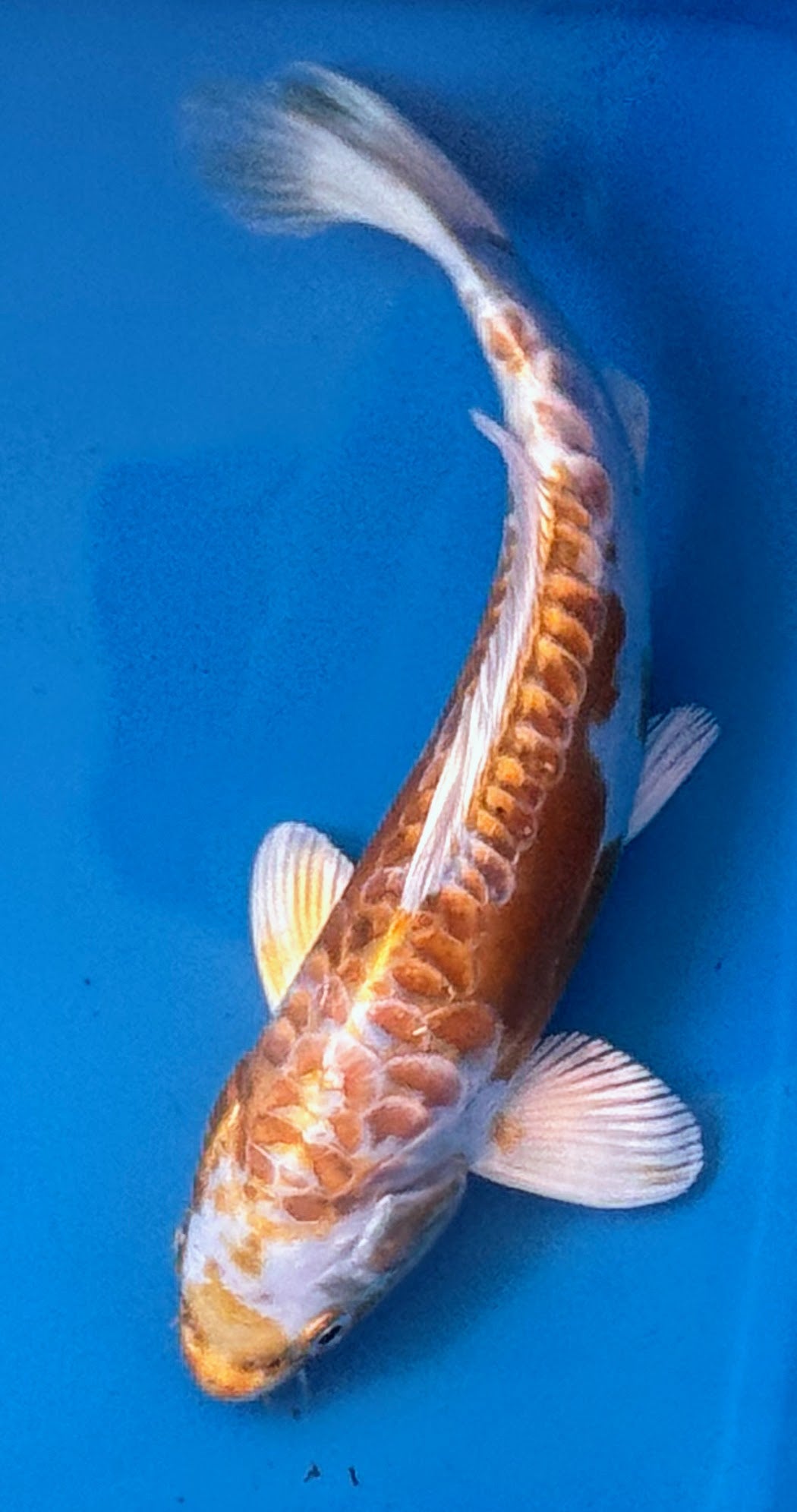 10" Yamabuki Ogon Standard Fin Koi — Live Pond Fish [Premium Grade]
