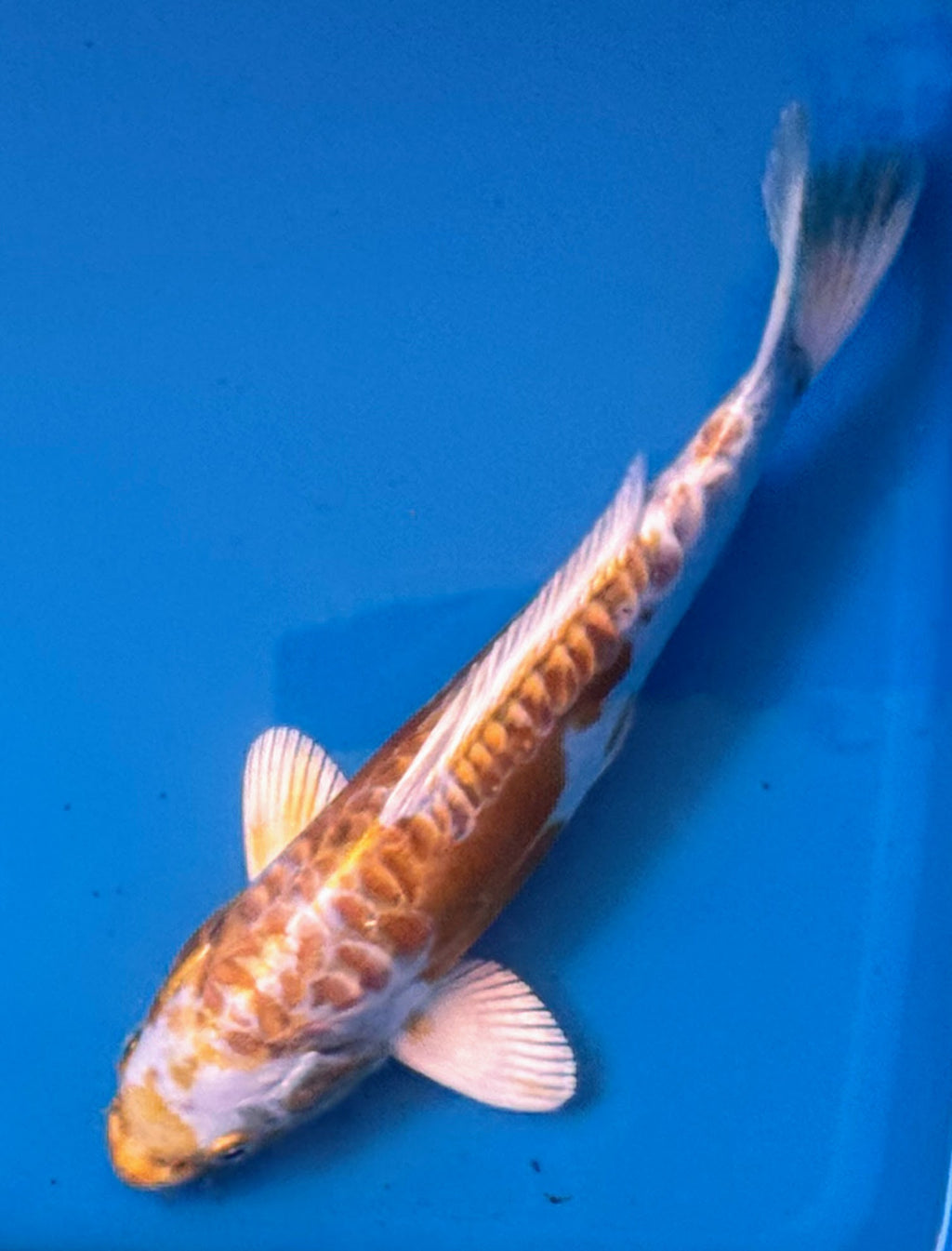 10" Yamabuki Ogon Standard Fin Koi — Live Pond Fish [Premium Grade]