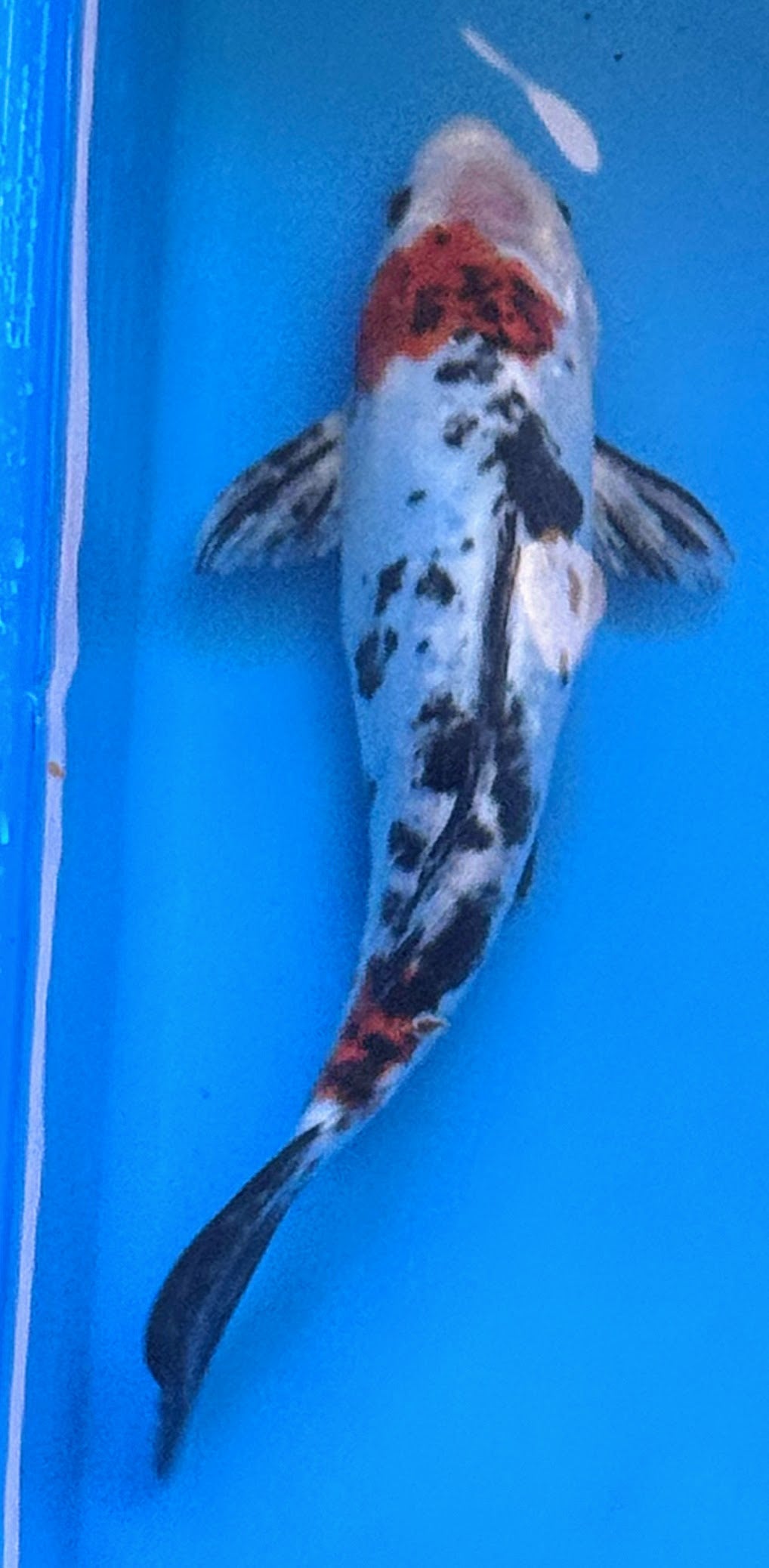 11" Showa Sanshoku Standard Fin Koi — Live Pond Fish [Select Grade]