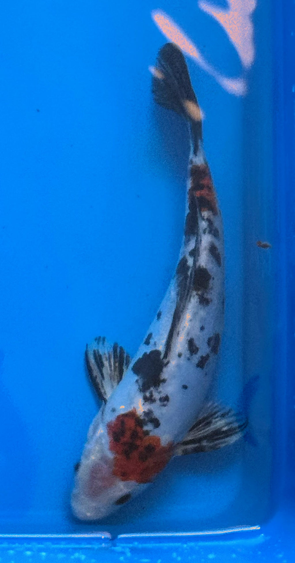 11" Showa Sanshoku Standard Fin Koi — Live Pond Fish [Select Grade]