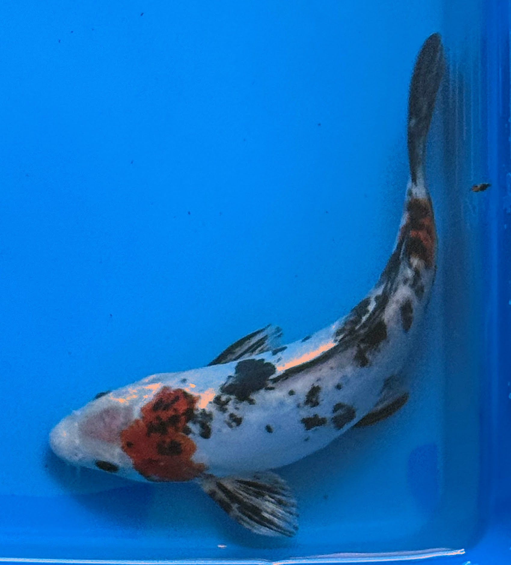 11" Showa Sanshoku Standard Fin Koi — Live Pond Fish [Select Grade]