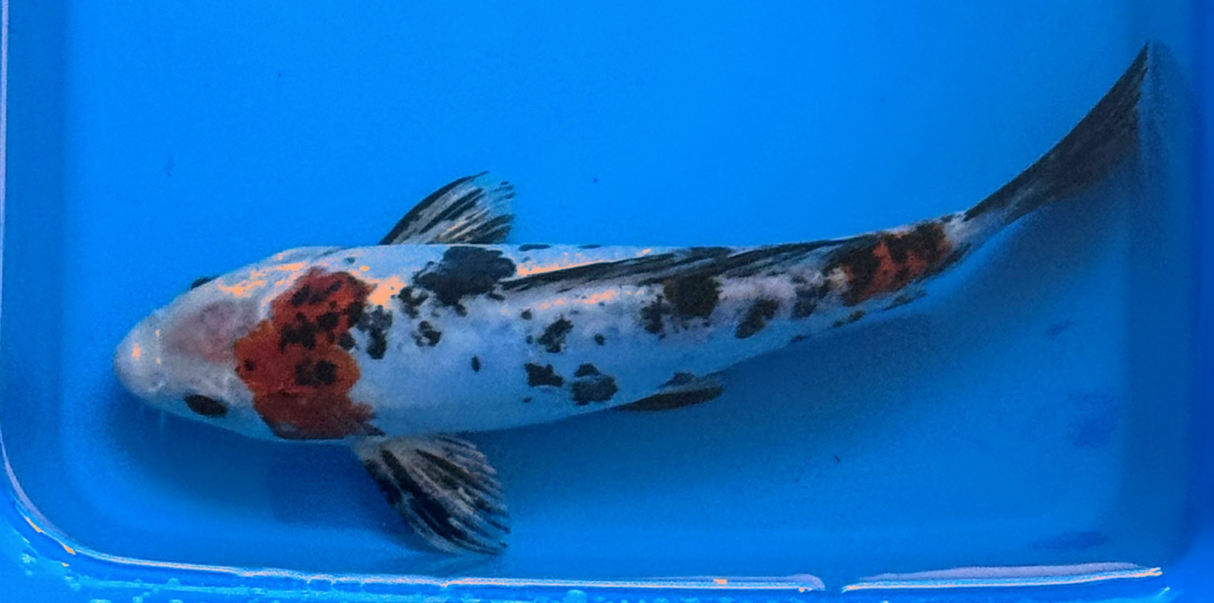11" Showa Sanshoku Standard Fin Koi — Live Pond Fish [Select Grade]
