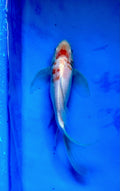 10" Kohaku Butterfly Fin Koi — Live Pond Fish [Select Grade]