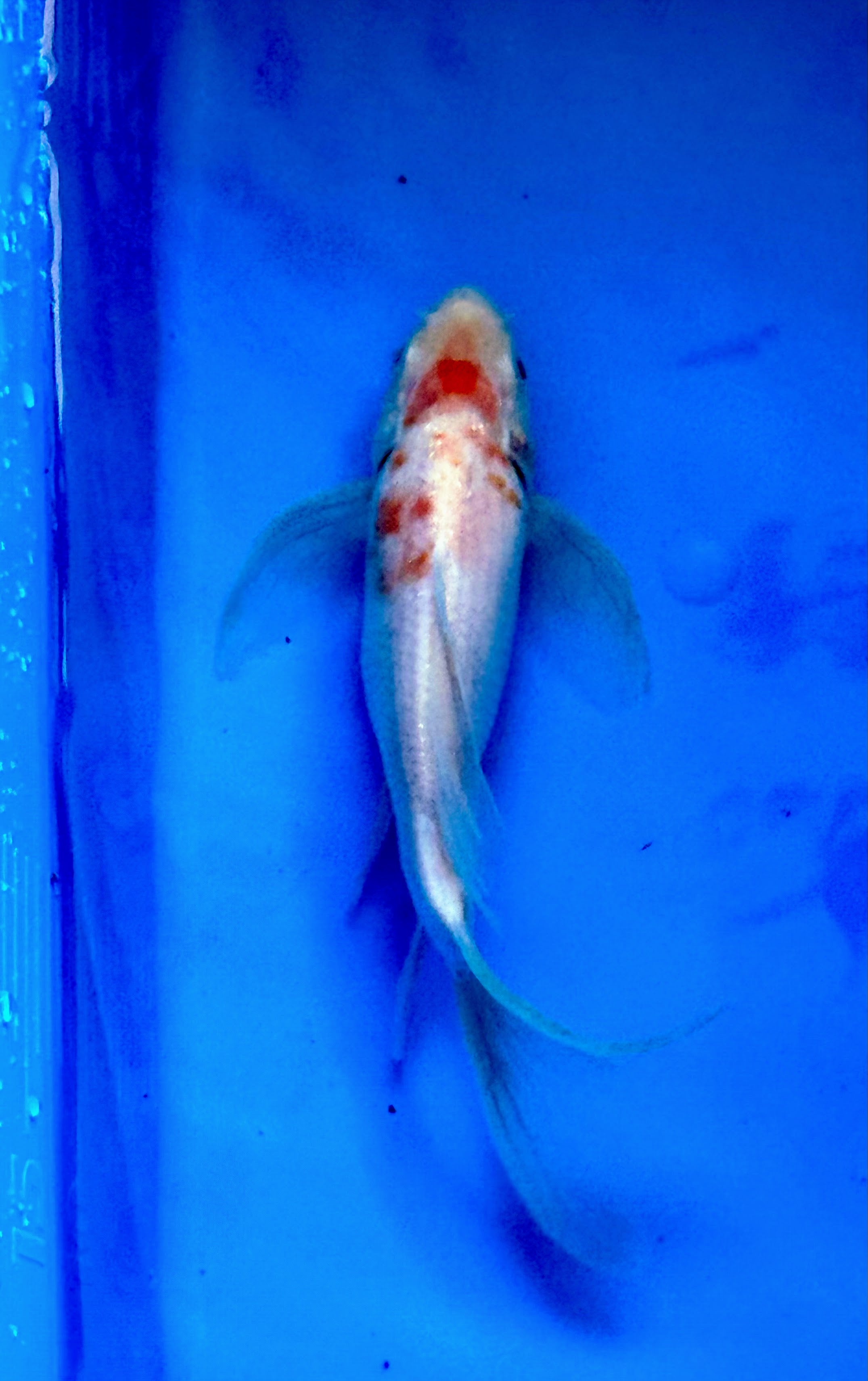 10" Kohaku Butterfly Fin Koi — Live Pond Fish [Select Grade]