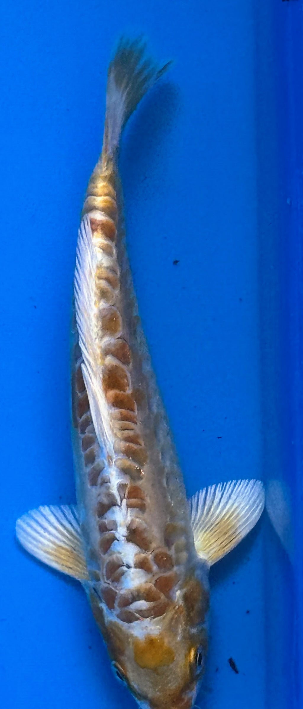 10" Yamabuki Ogon Standard Fin Koi — Live Pond Fish [Premium Grade]