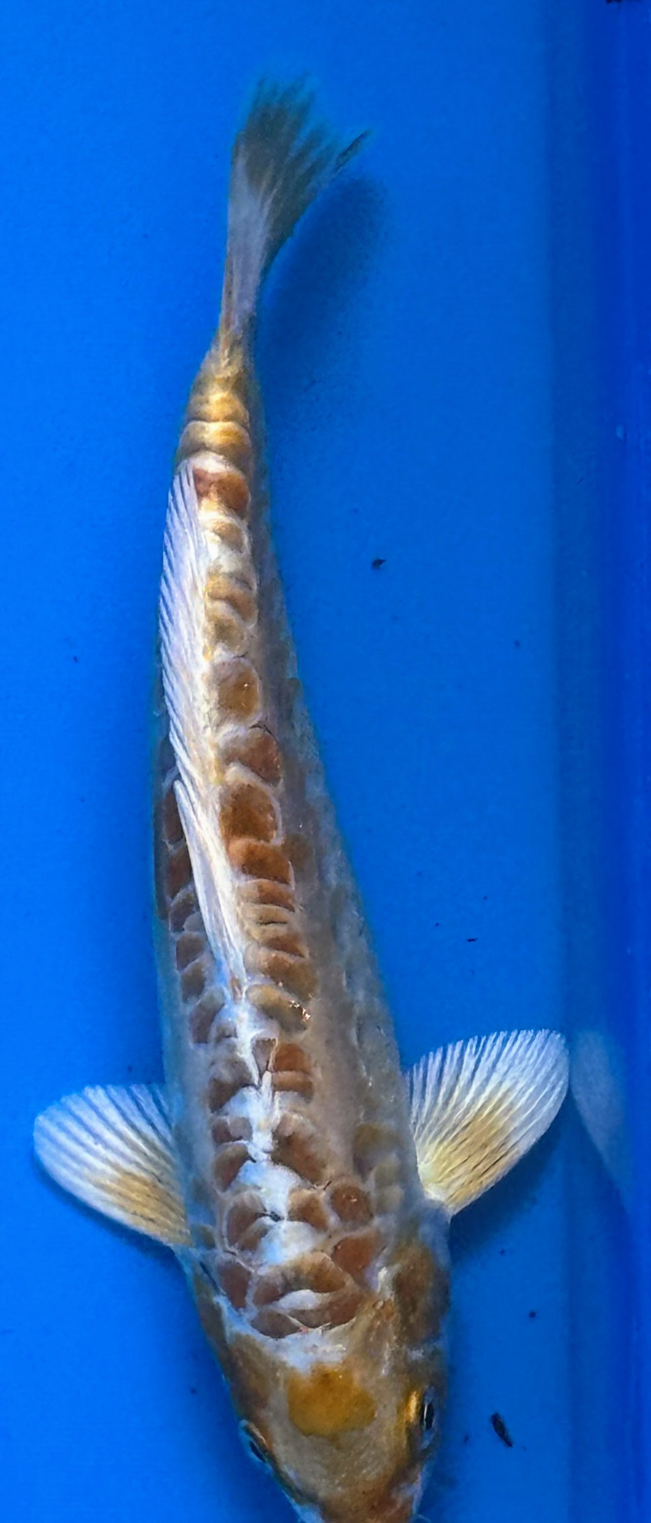 10" Yamabuki Ogon Standard Fin Koi — Live Pond Fish [Premium Grade]