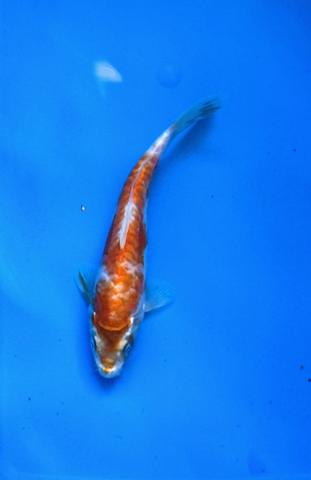 10" Yamabuki Ogon Standard Fin Koi — Live Pond Fish [Premium Grade]