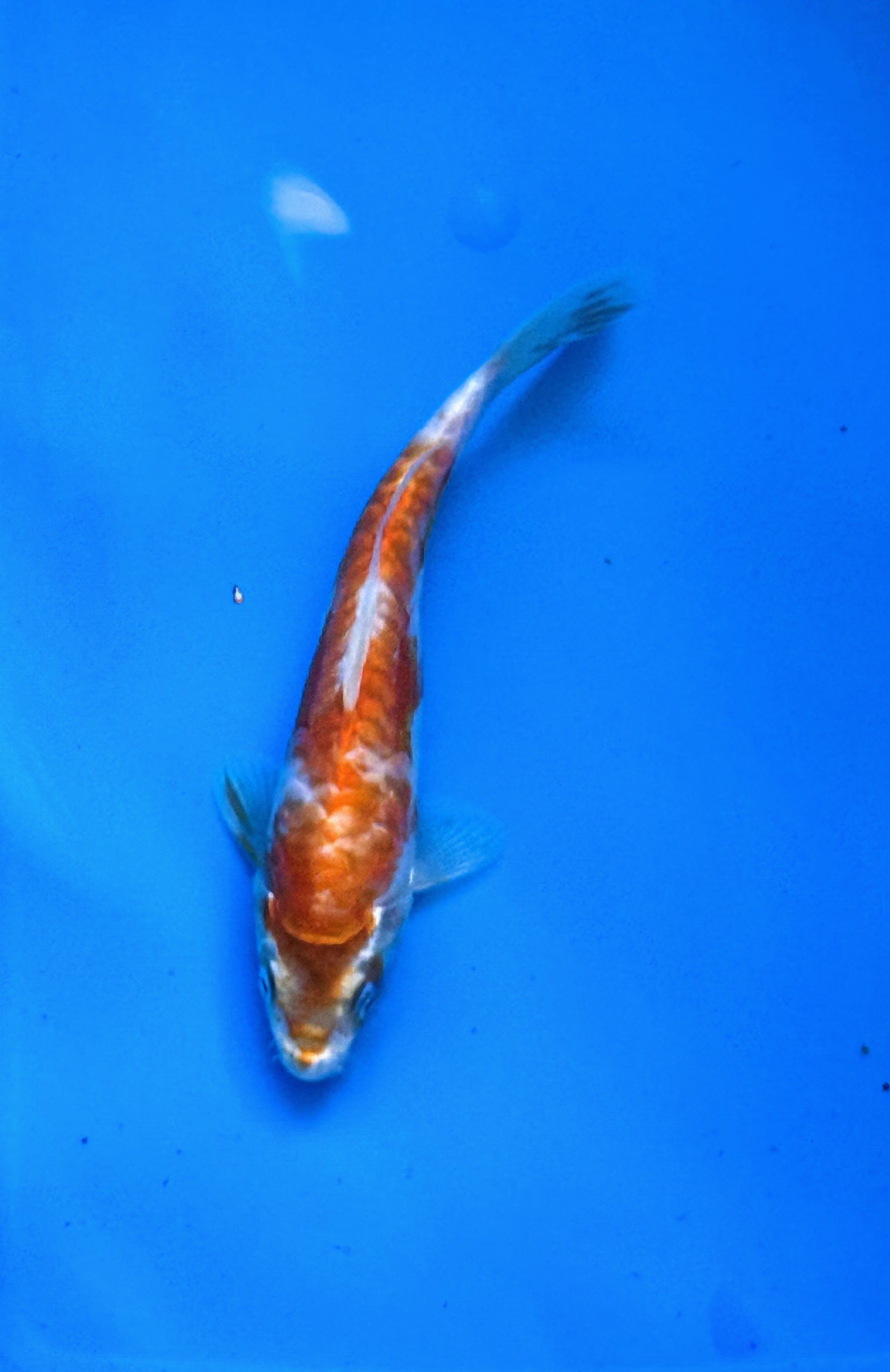 10" Yamabuki Ogon Standard Fin Koi — Live Pond Fish [Premium Grade]