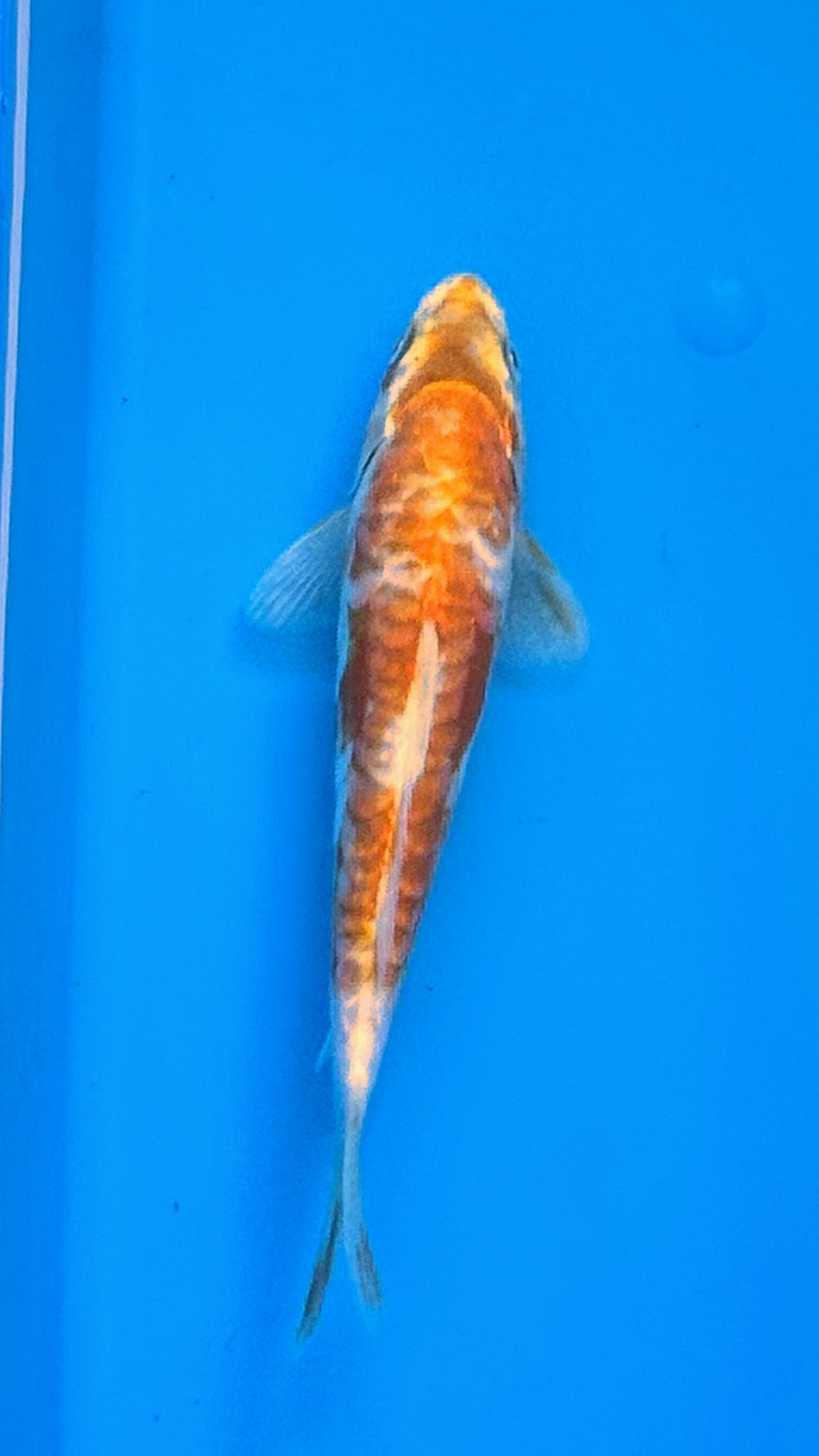 10" Yamabuki Ogon Standard Fin Koi — Live Pond Fish [Premium Grade]