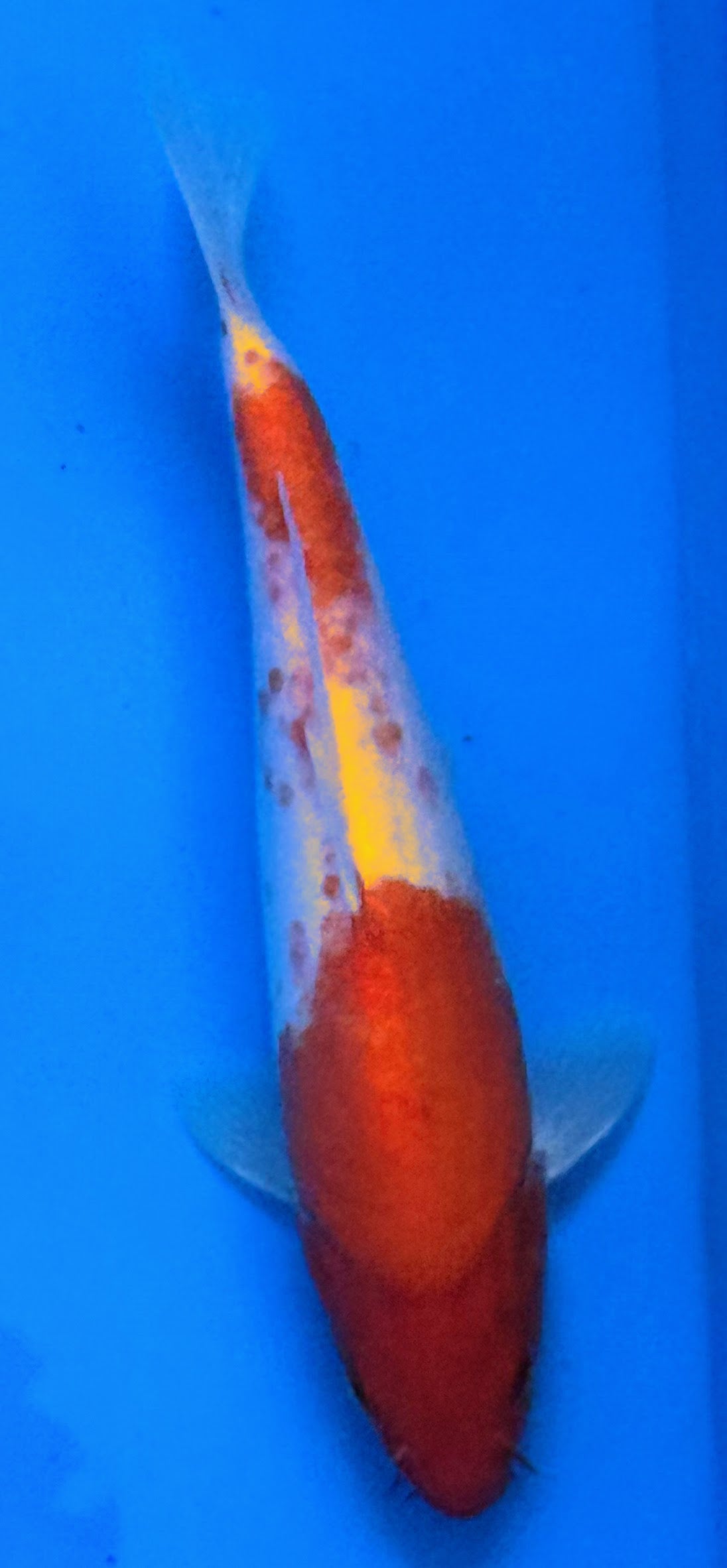 11" Kohaku Standard Fin Koi — Live Pond Fish [Decorative Grade]