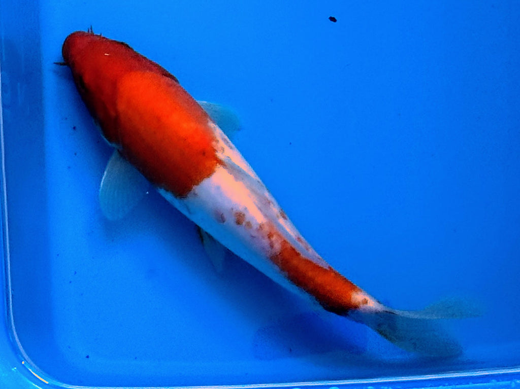 11" Kohaku Standard Fin Koi — Live Pond Fish [Decorative Grade]
