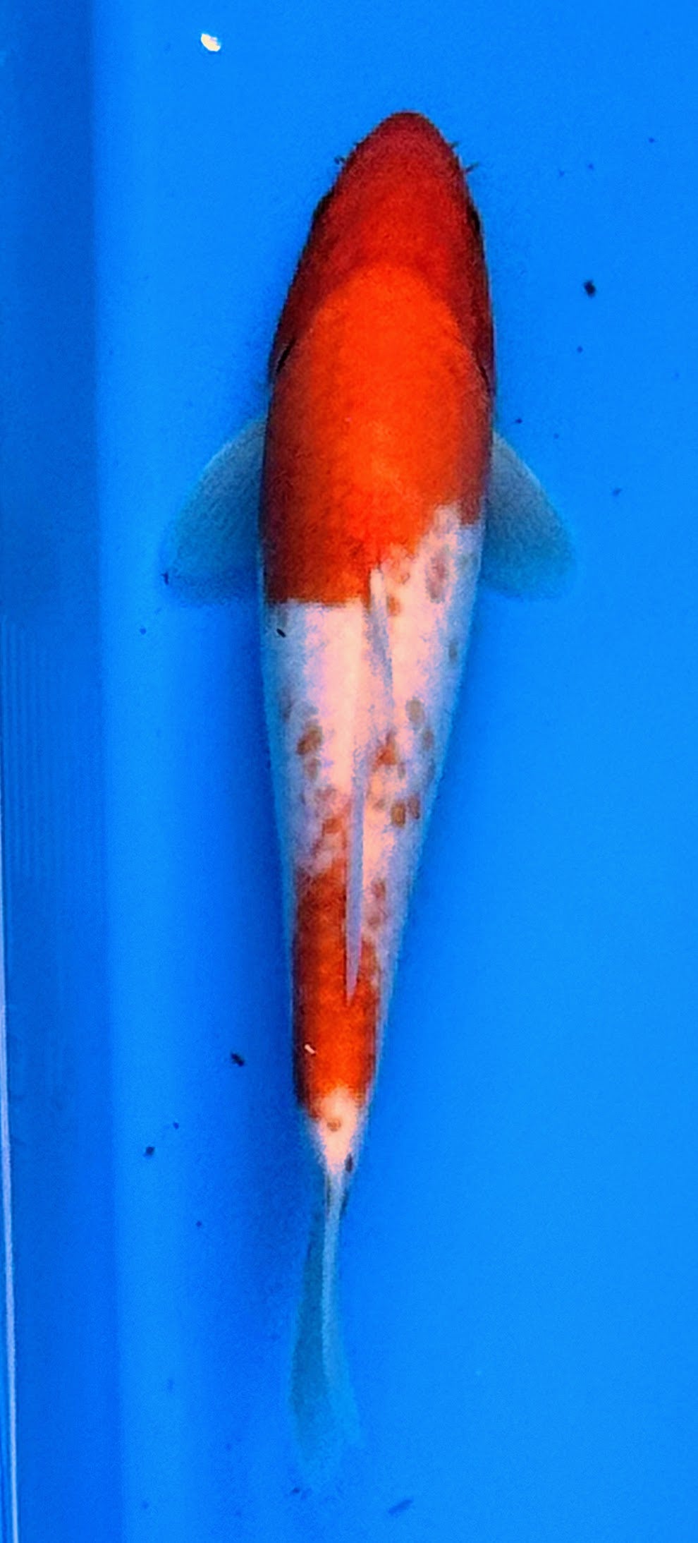 11" Kohaku Standard Fin Koi — Live Pond Fish [Decorative Grade]