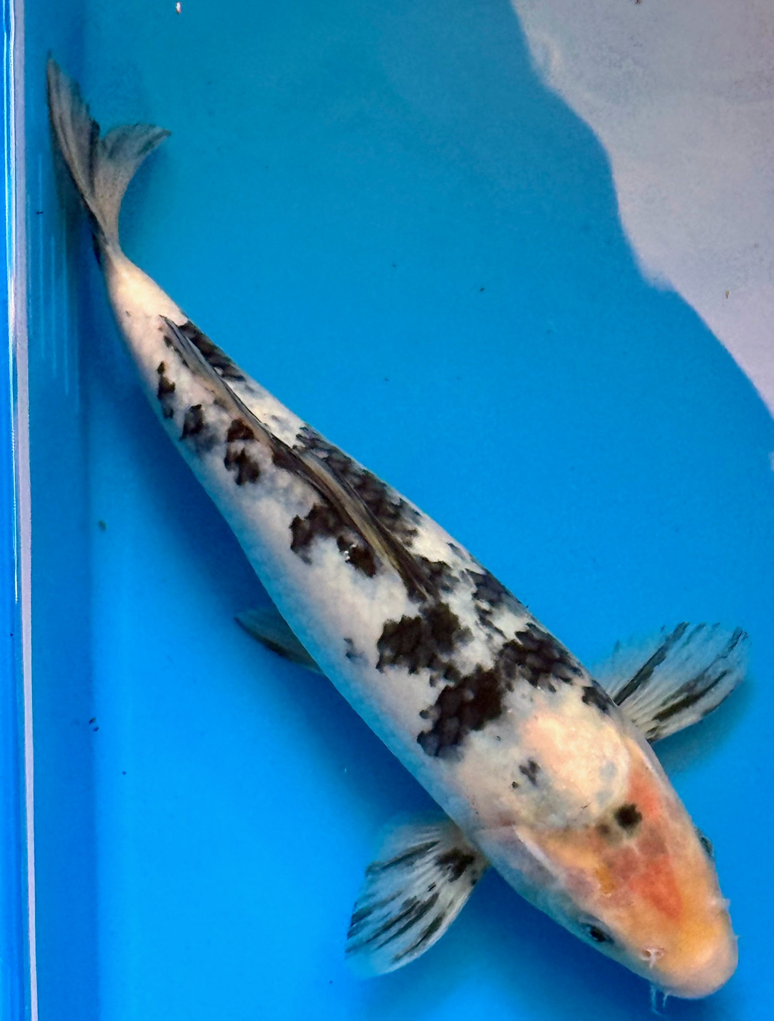 13" Shiro Bekko Standard Fin Koi — Live Pond Fish [Select Grade]