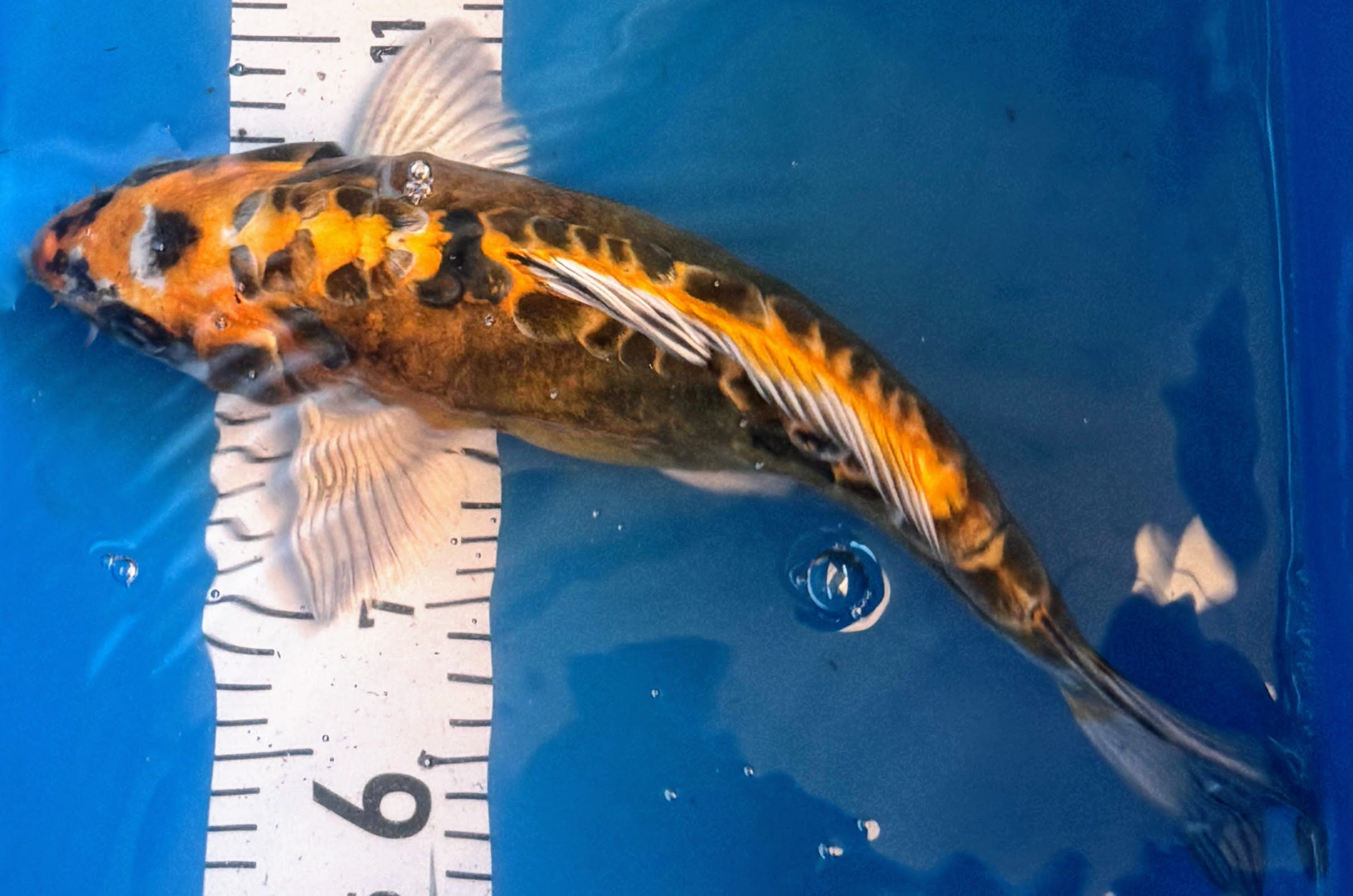 11" Ki Utsuri Standard Fin Koi — Live Pond Fish [Premium Grade]