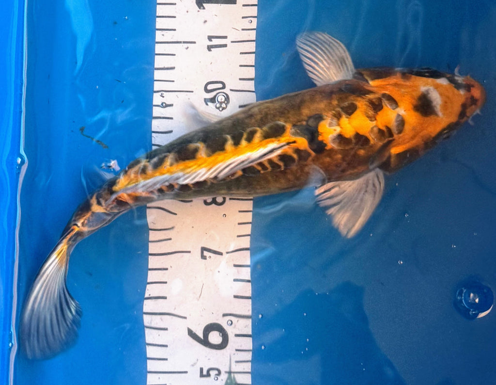 11" Ki Utsuri Standard Fin Koi — Live Pond Fish [Premium Grade]