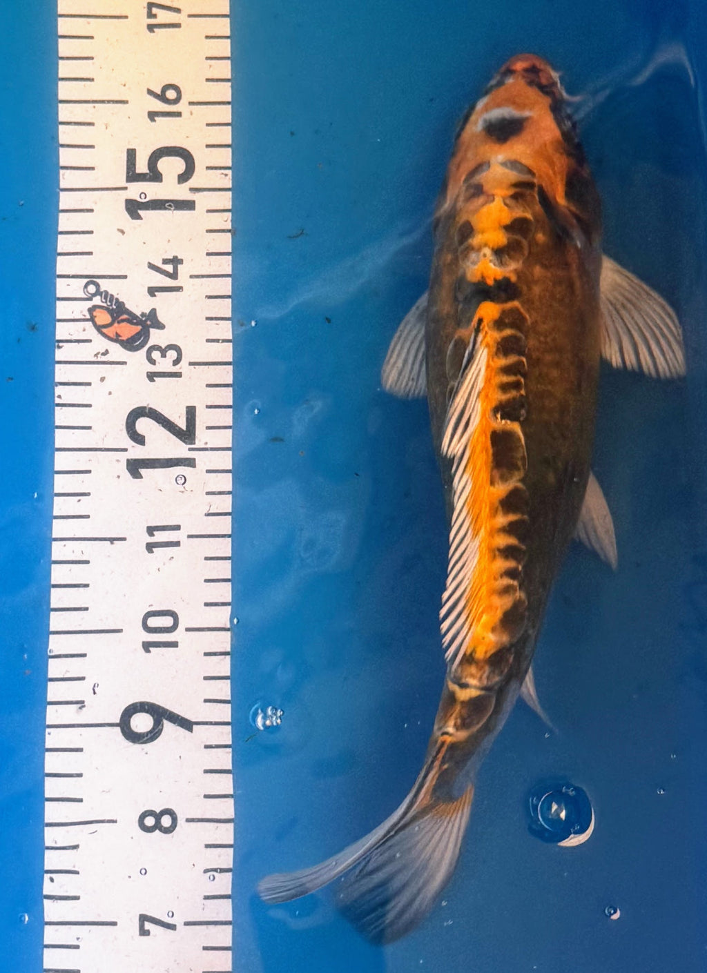 11" Ki Utsuri Standard Fin Koi — Live Pond Fish [Premium Grade]