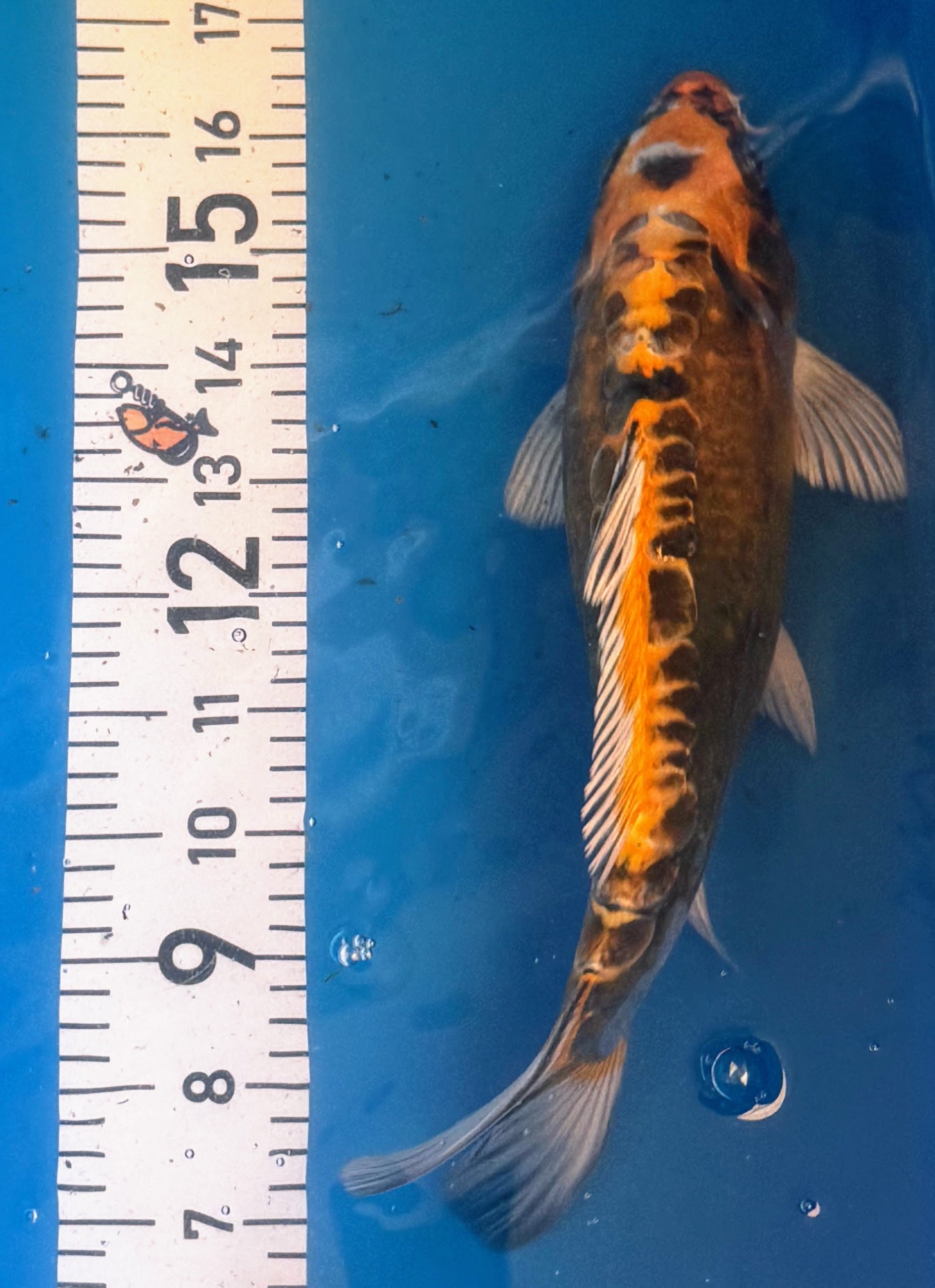 11" Ki Utsuri Standard Fin Koi — Live Pond Fish [Premium Grade]