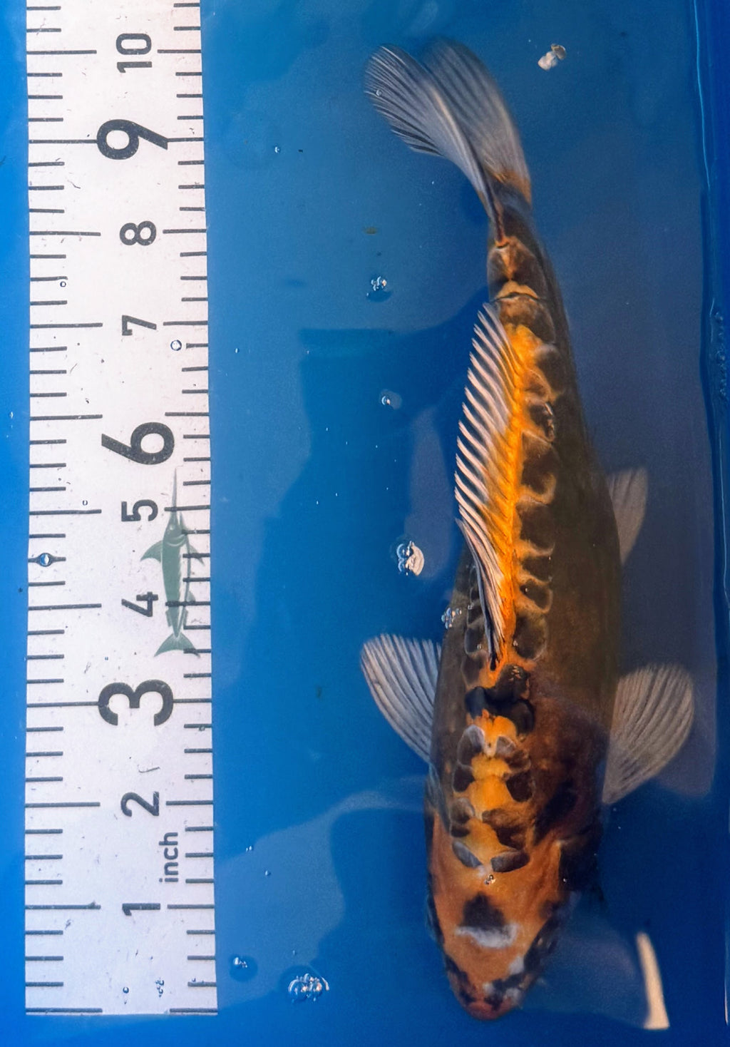 11" Ki Utsuri Standard Fin Koi — Live Pond Fish [Premium Grade]
