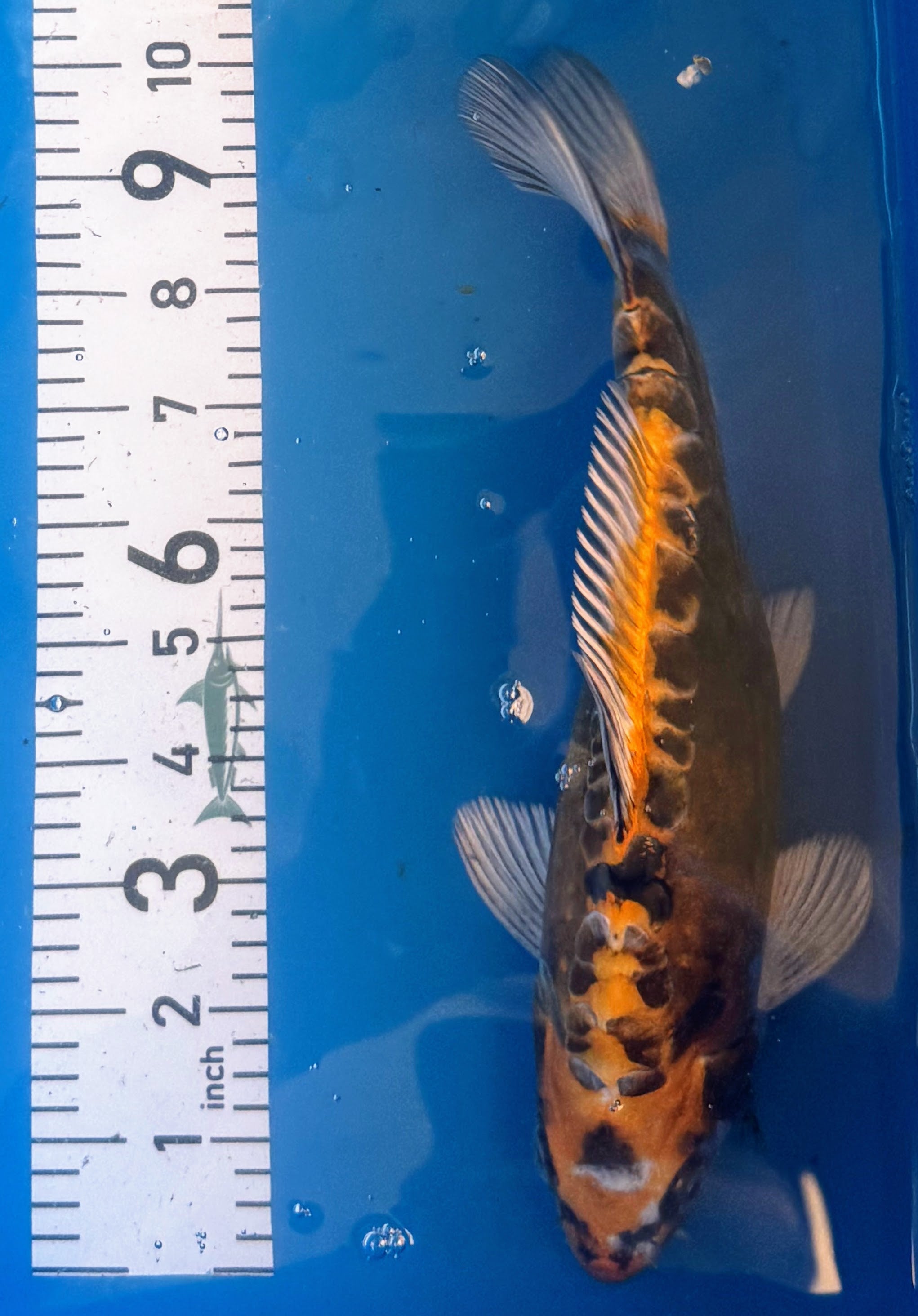 11" Ki Utsuri Standard Fin Koi — Live Pond Fish [Premium Grade]