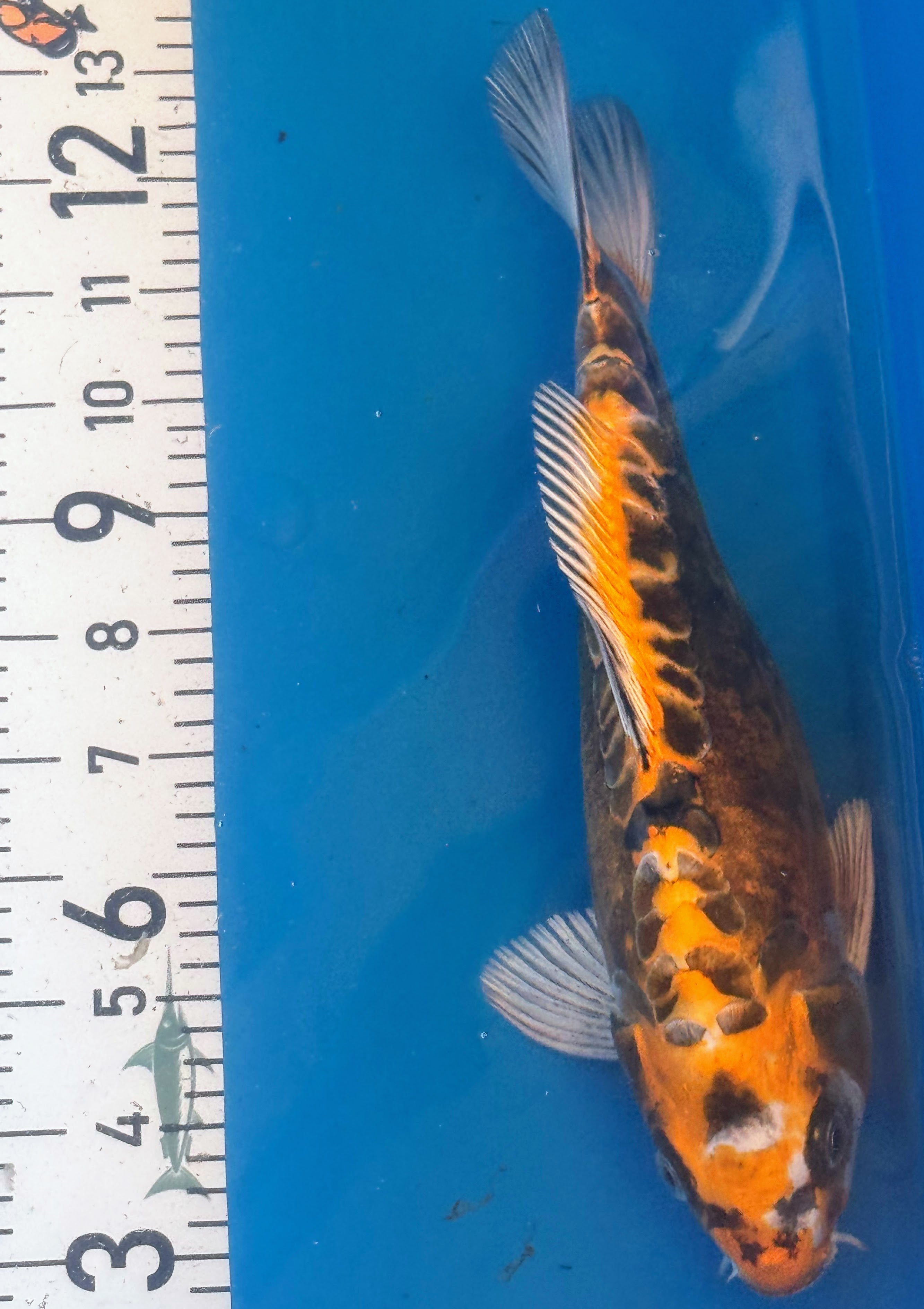11" Ki Utsuri Standard Fin Koi — Live Pond Fish [Premium Grade]