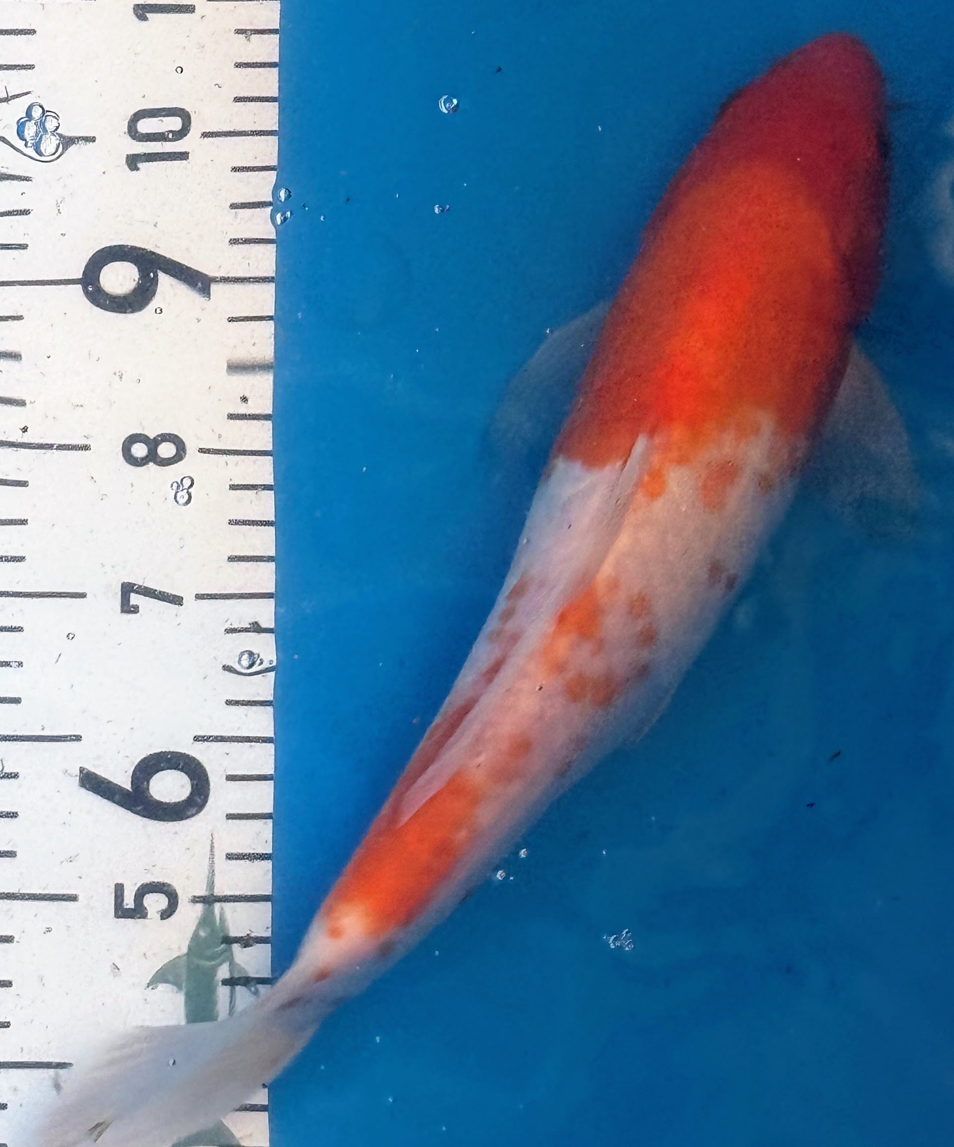 11" Kohaku Standard Fin Koi — Live Pond Fish [Decorative Grade]