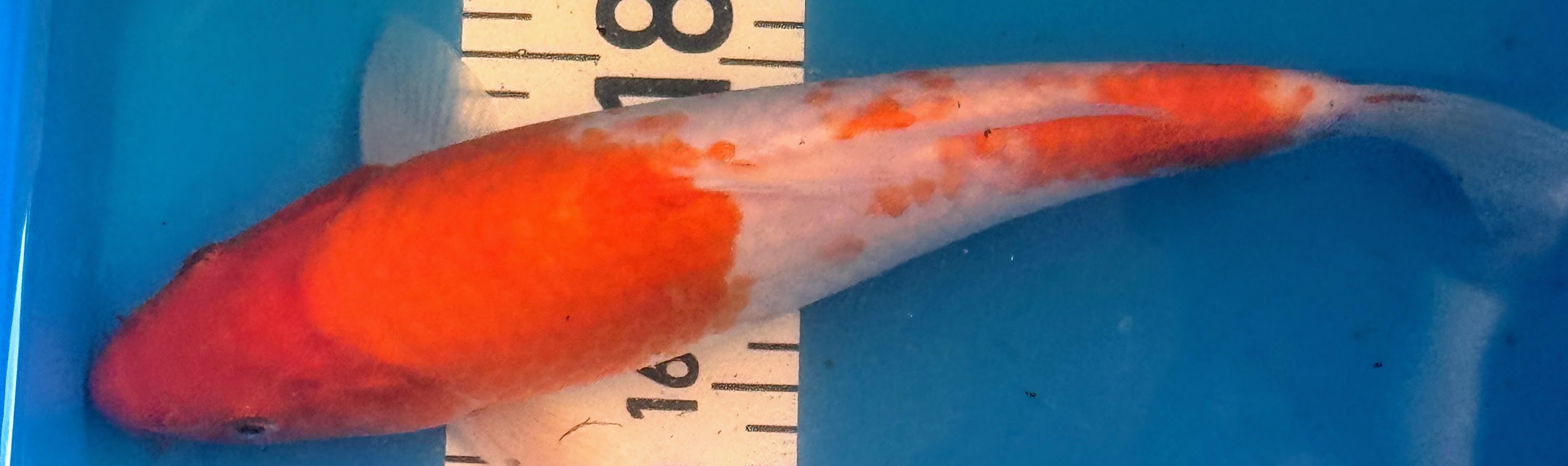 11" Kohaku Standard Fin Koi — Live Pond Fish [Decorative Grade]