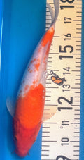 11" Kohaku Standard Fin Koi — Live Pond Fish [Decorative Grade]
