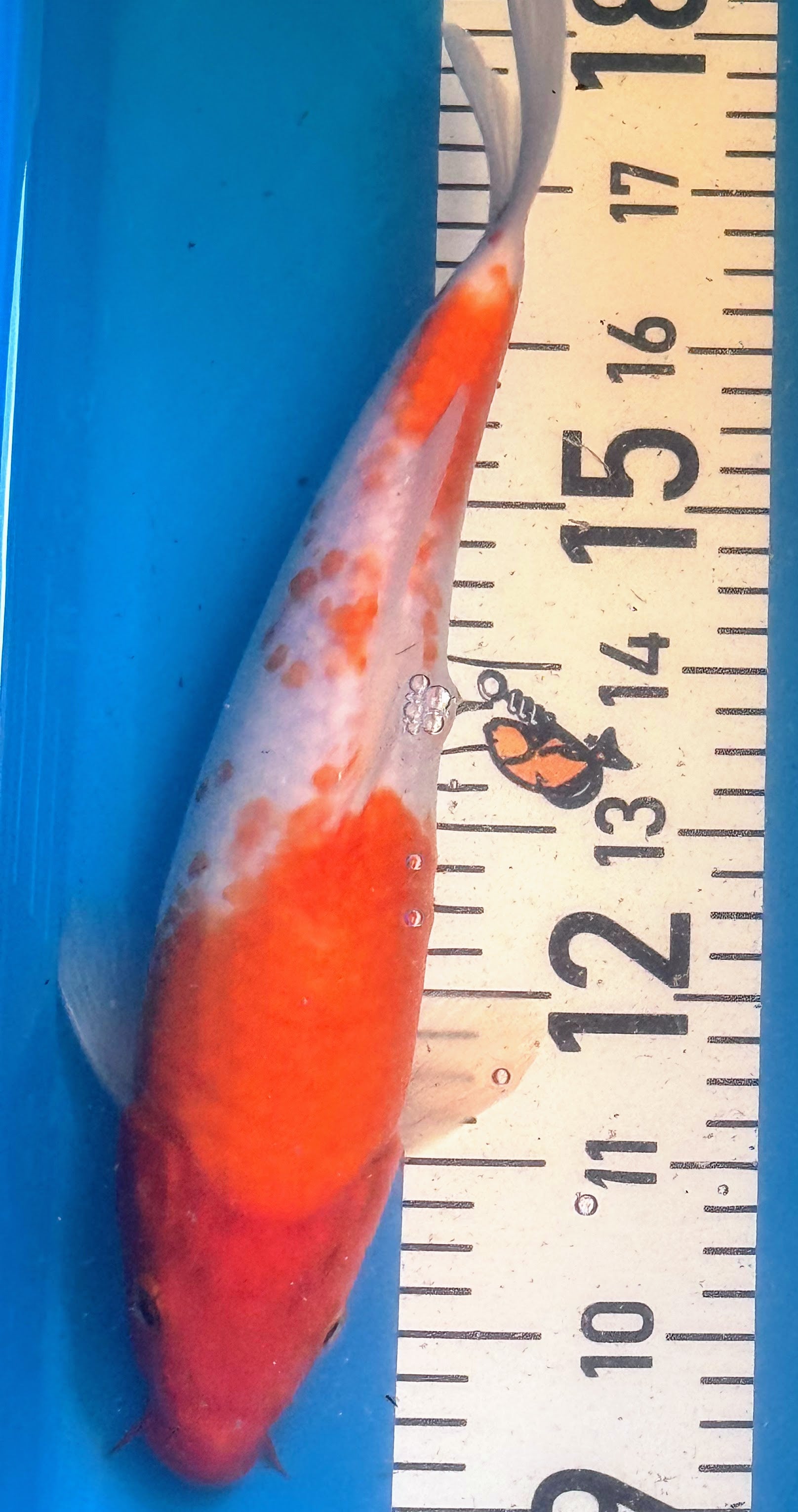 11" Kohaku Standard Fin Koi — Live Pond Fish [Decorative Grade]