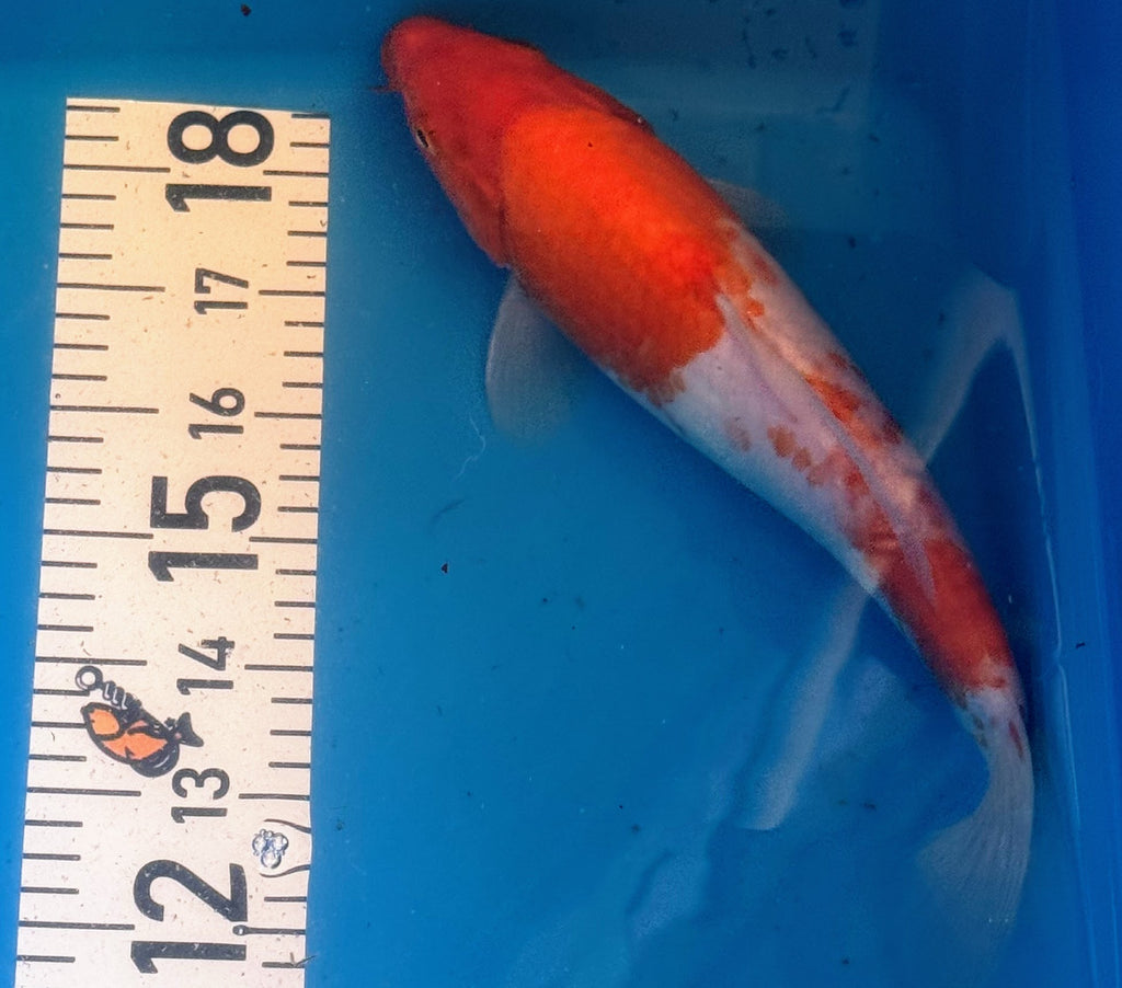 11" Kohaku Standard Fin Koi — Live Pond Fish [Decorative Grade]