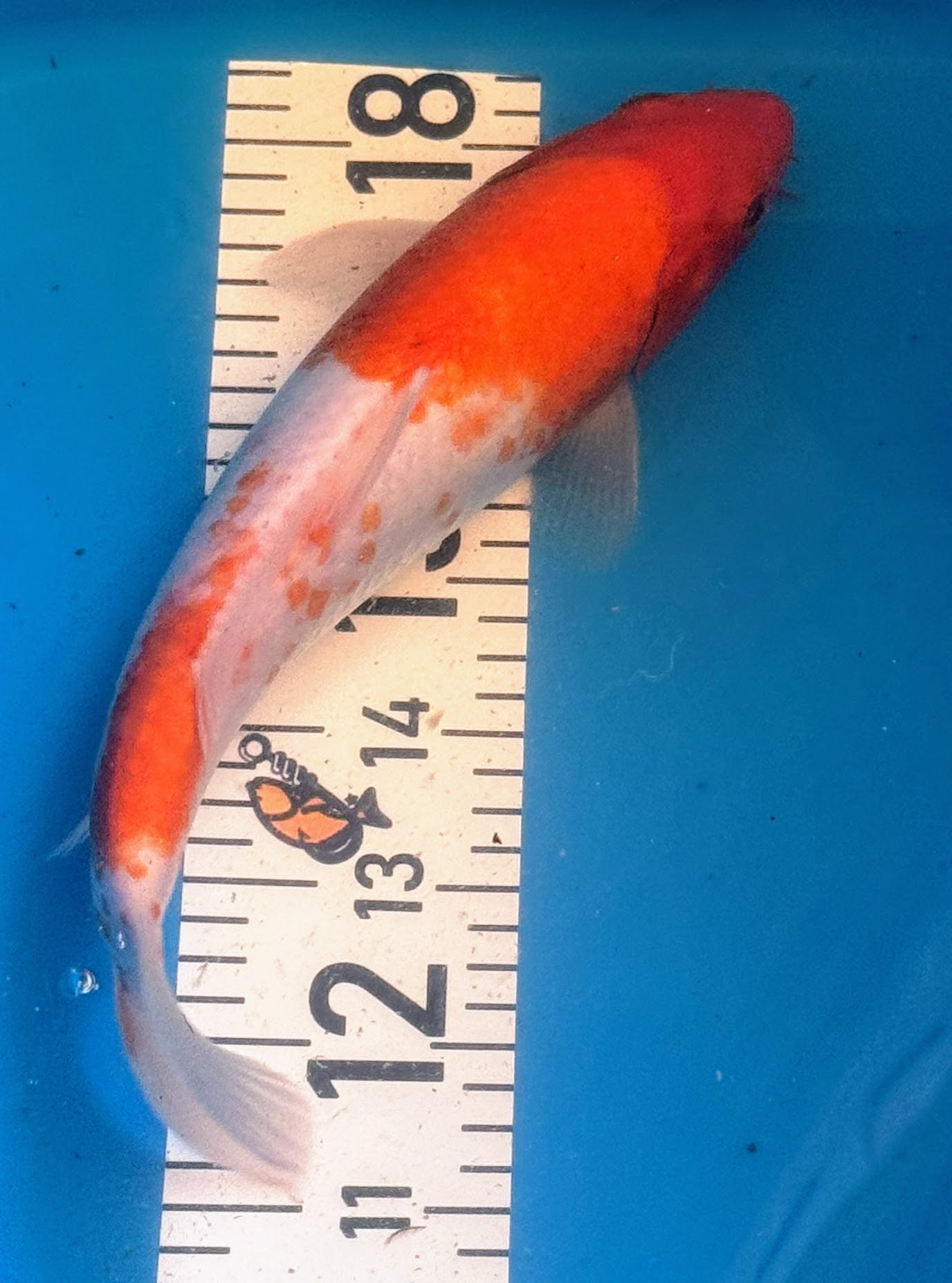 11" Kohaku Standard Fin Koi — Live Pond Fish [Decorative Grade]