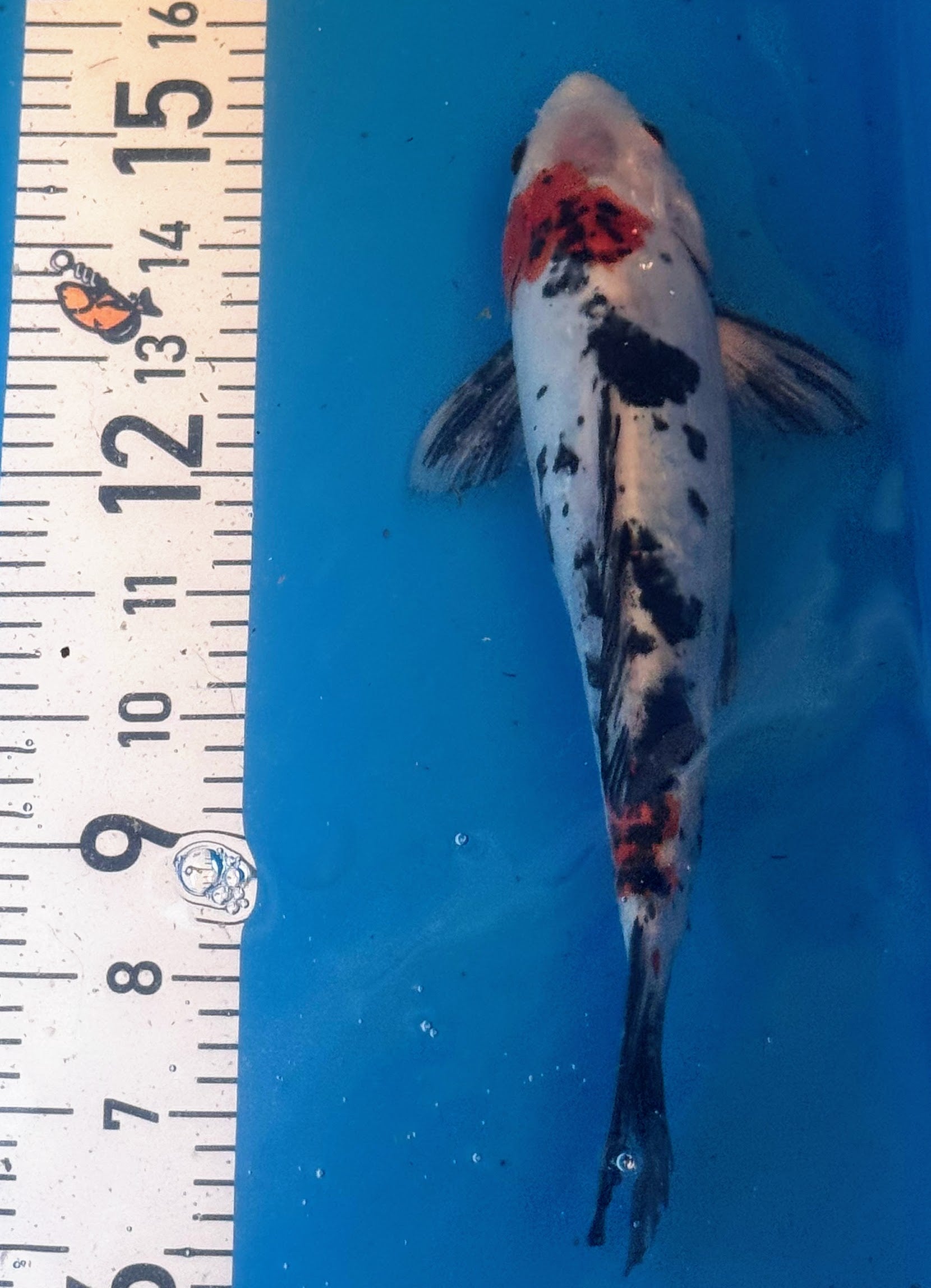 11" Showa Sanshoku Standard Fin Koi — Live Pond Fish [Select Grade]