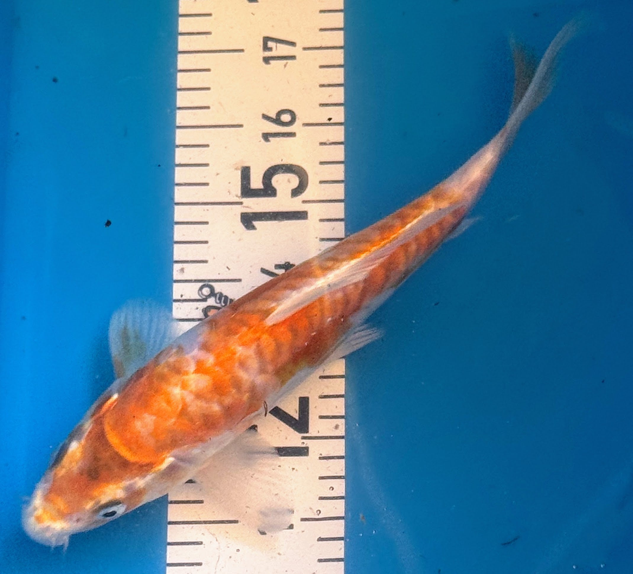 10" Hariwake Standard Fin Koi — Live Pond Fish [Premium Grade]