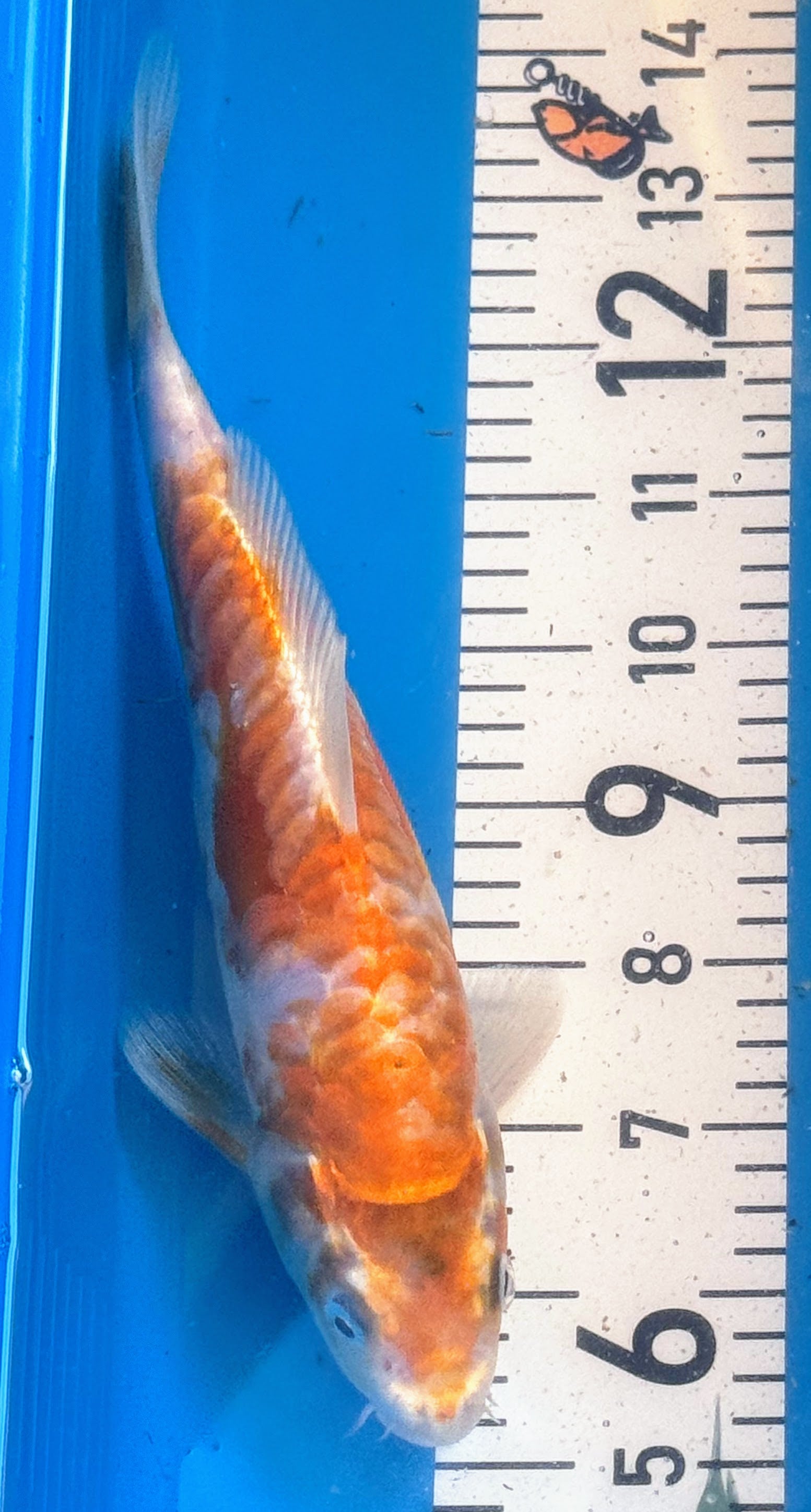 10" Hariwake Standard Fin Koi — Live Pond Fish [Premium Grade]