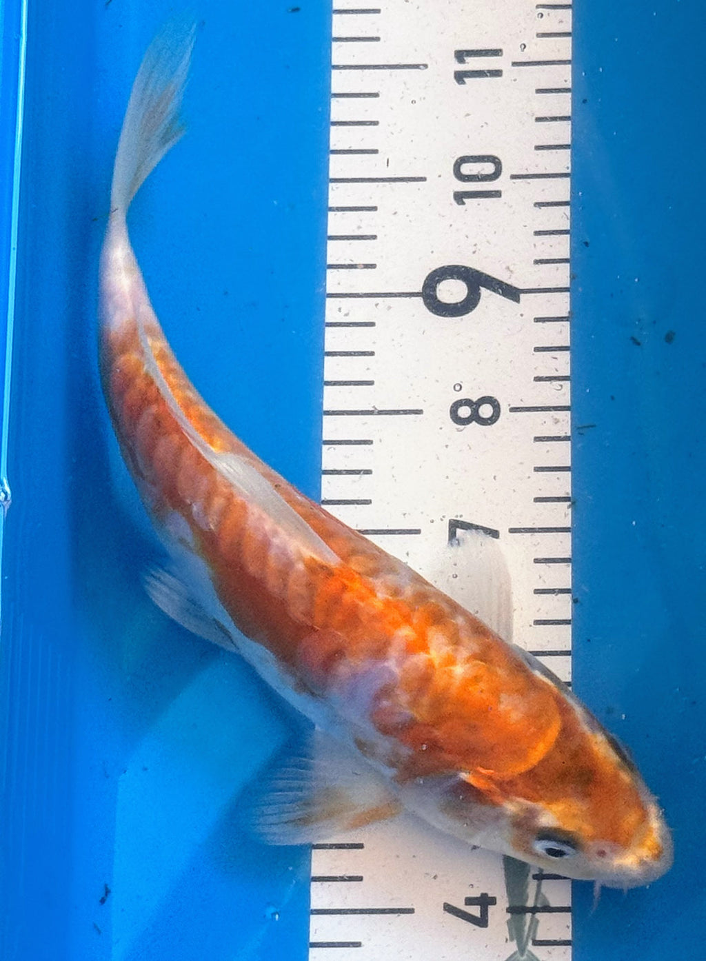 10" Hariwake Standard Fin Koi — Live Pond Fish [Premium Grade]