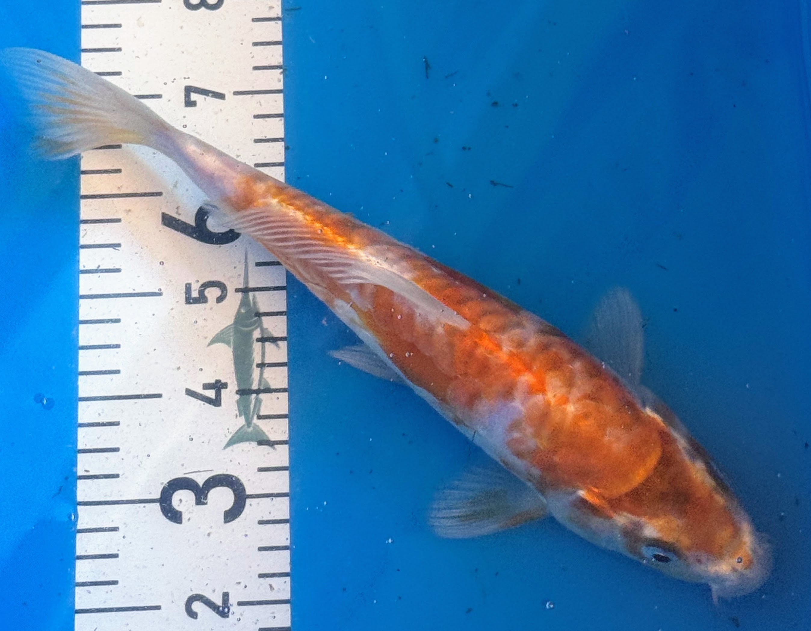 10" Hariwake Standard Fin Koi — Live Pond Fish [Premium Grade]