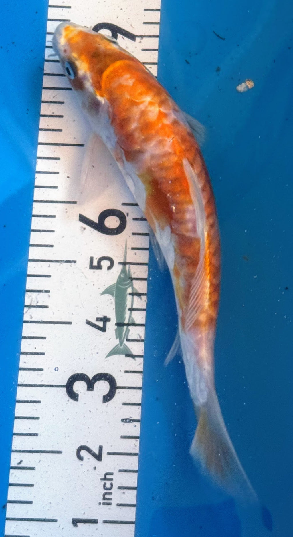 10" Hariwake Standard Fin Koi — Live Pond Fish [Premium Grade]