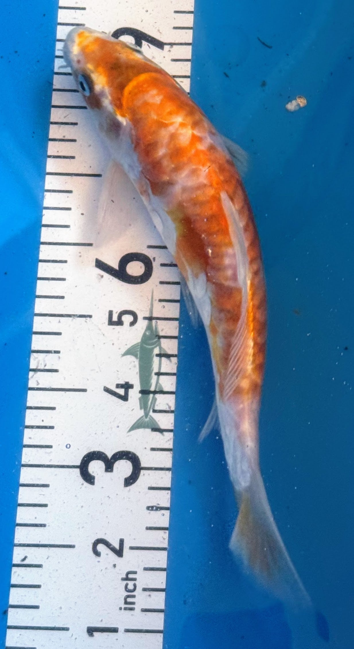 10" Hariwake Standard Fin Koi — Live Pond Fish [Premium Grade]