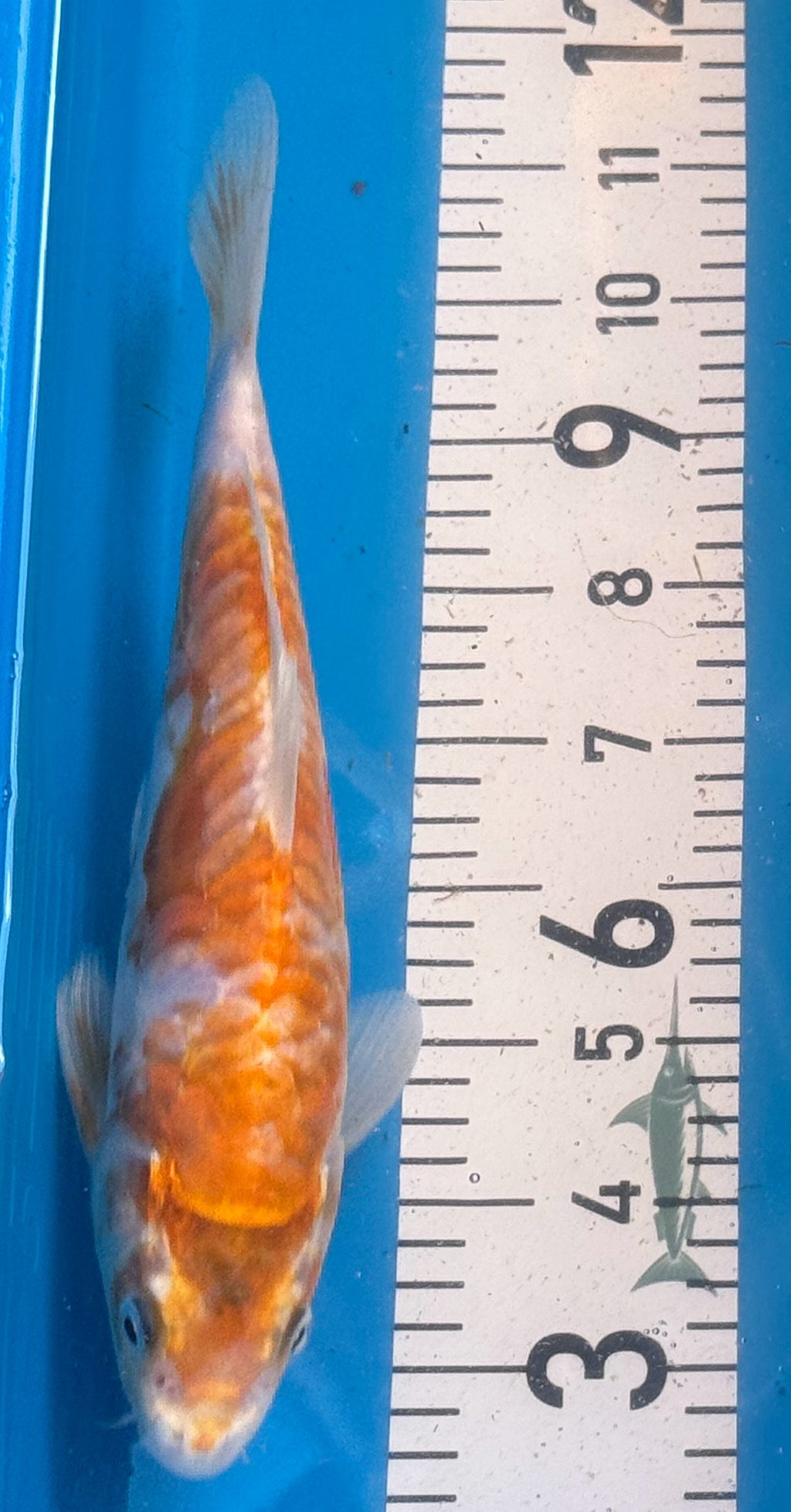 10" Hariwake Standard Fin Koi — Live Pond Fish [Premium Grade]