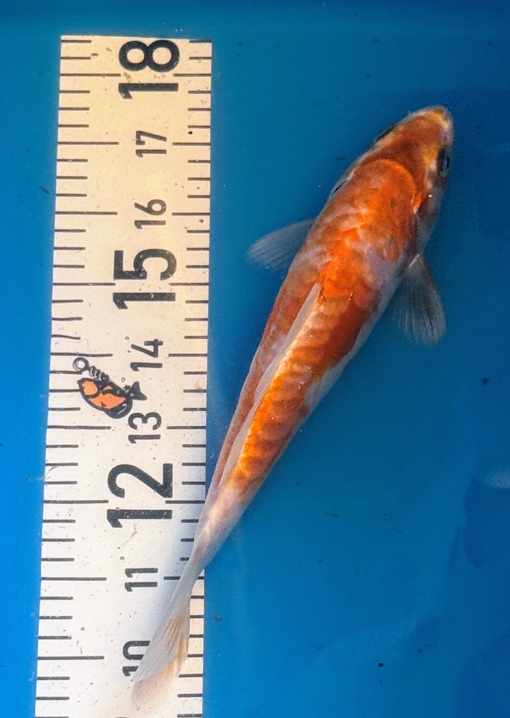 10" Hariwake Standard Fin Koi — Live Pond Fish [Premium Grade]