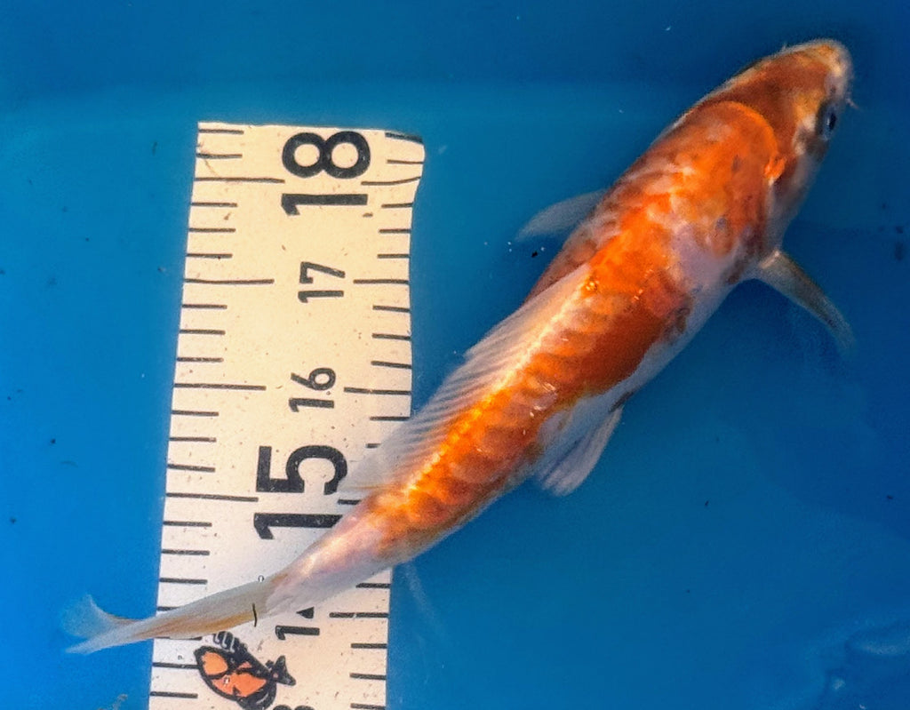 10" Hariwake Standard Fin Koi — Live Pond Fish [Premium Grade]