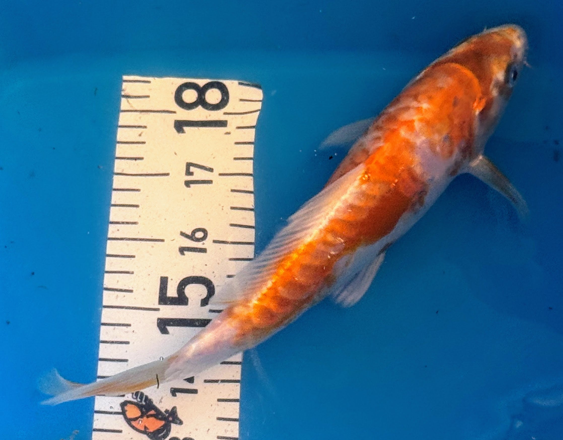 10" Hariwake Standard Fin Koi — Live Pond Fish [Premium Grade]