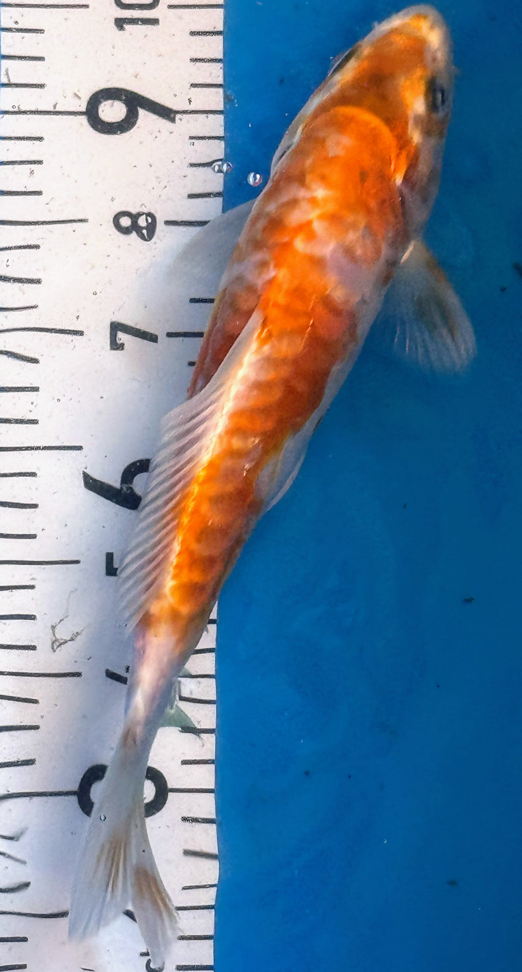 10" Hariwake Standard Fin Koi — Live Pond Fish [Premium Grade]