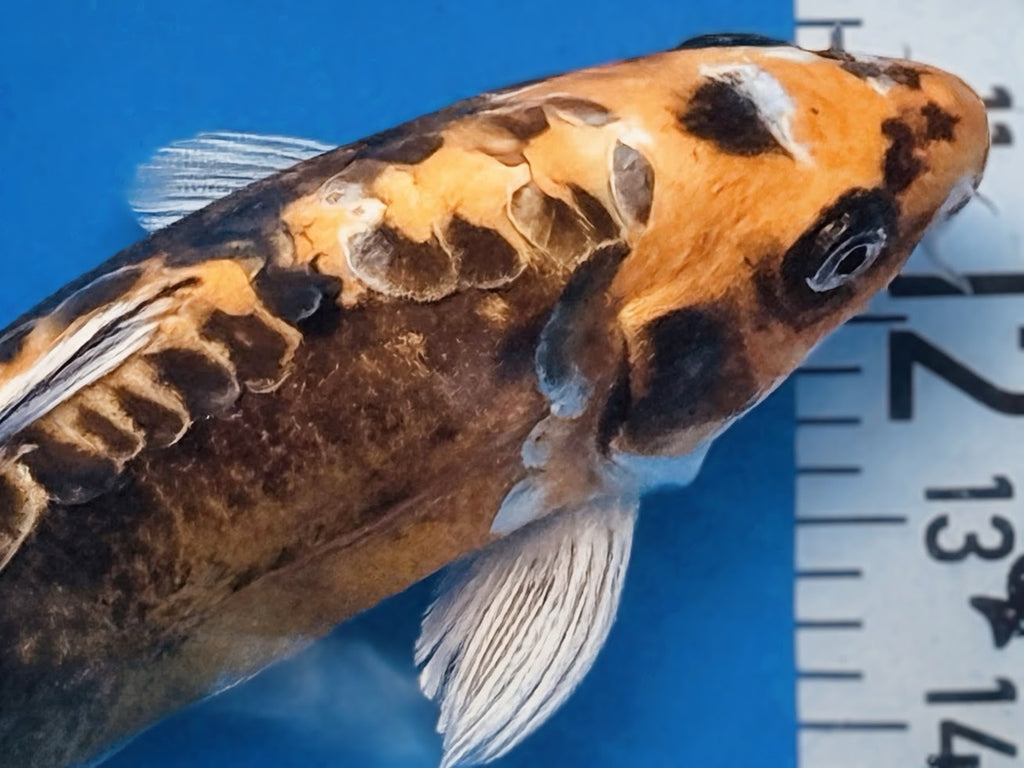 11" Ki Utsuri Standard Fin Koi — Live Pond Fish [Premium Grade]