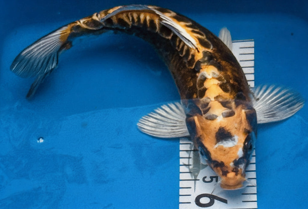 11" Ki Utsuri Standard Fin Koi — Live Pond Fish [Premium Grade]