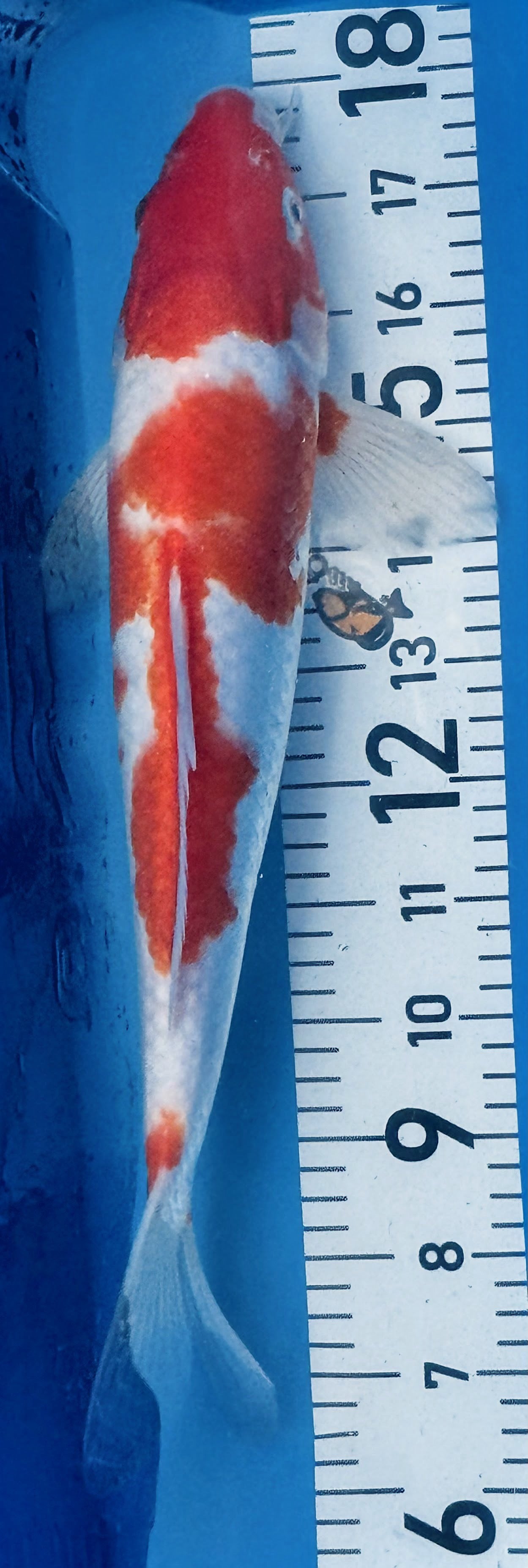 13" Kohaku Standard Fin Koi — Live Pond Fish [Select Grade]