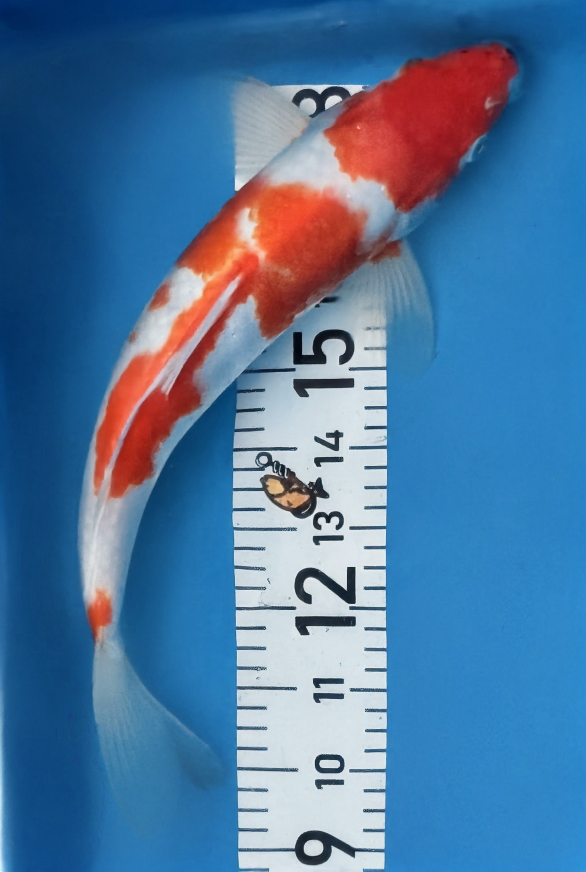 13" Kohaku Standard Fin Koi — Live Pond Fish [Select Grade]