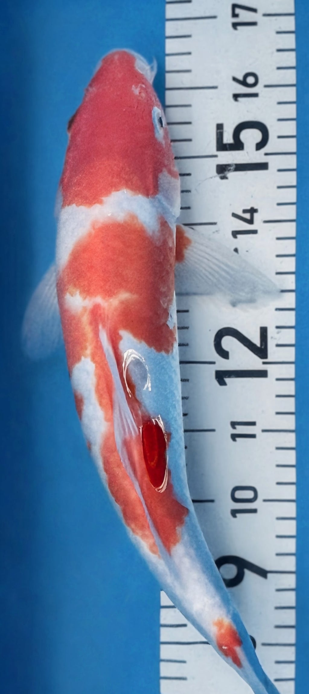13" Kohaku Standard Fin Koi — Live Pond Fish [Select Grade]