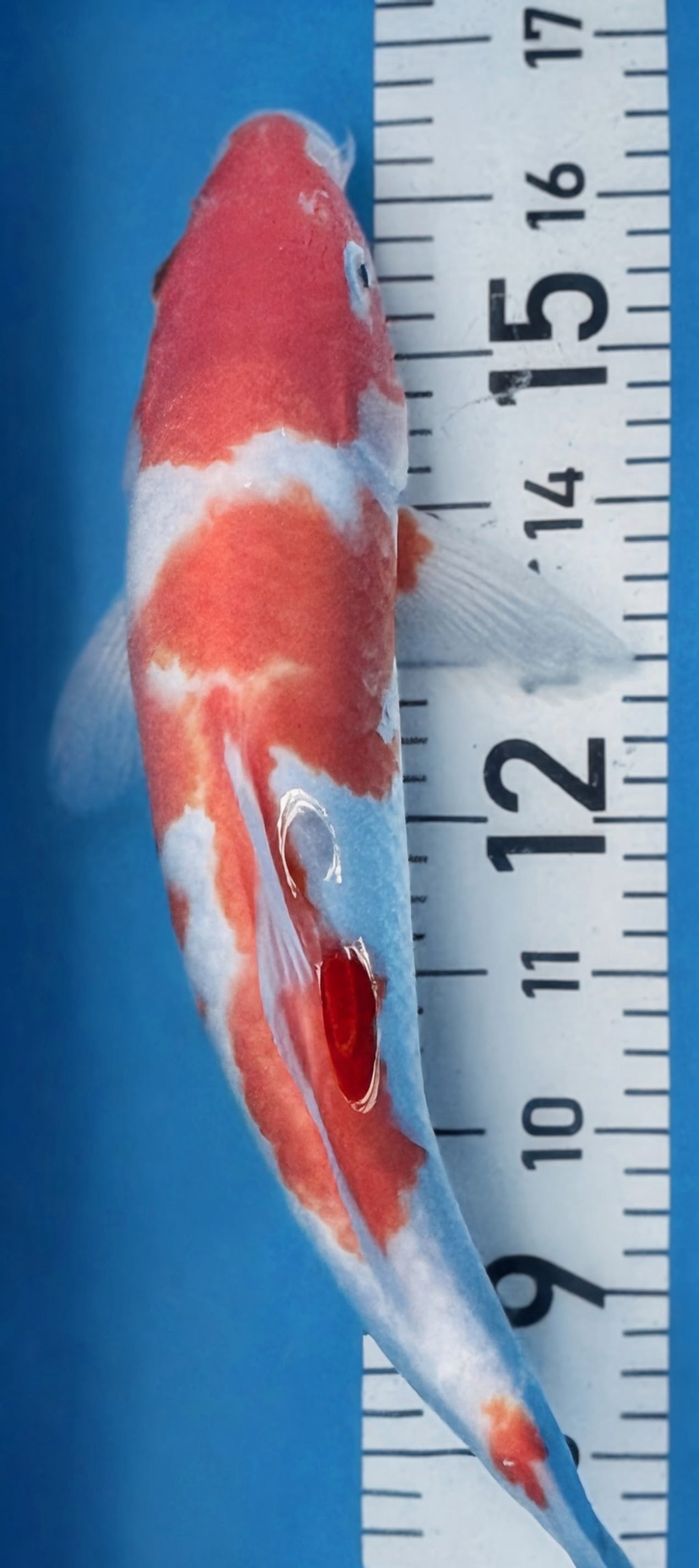 13" Kohaku Standard Fin Koi — Live Pond Fish [Select Grade]